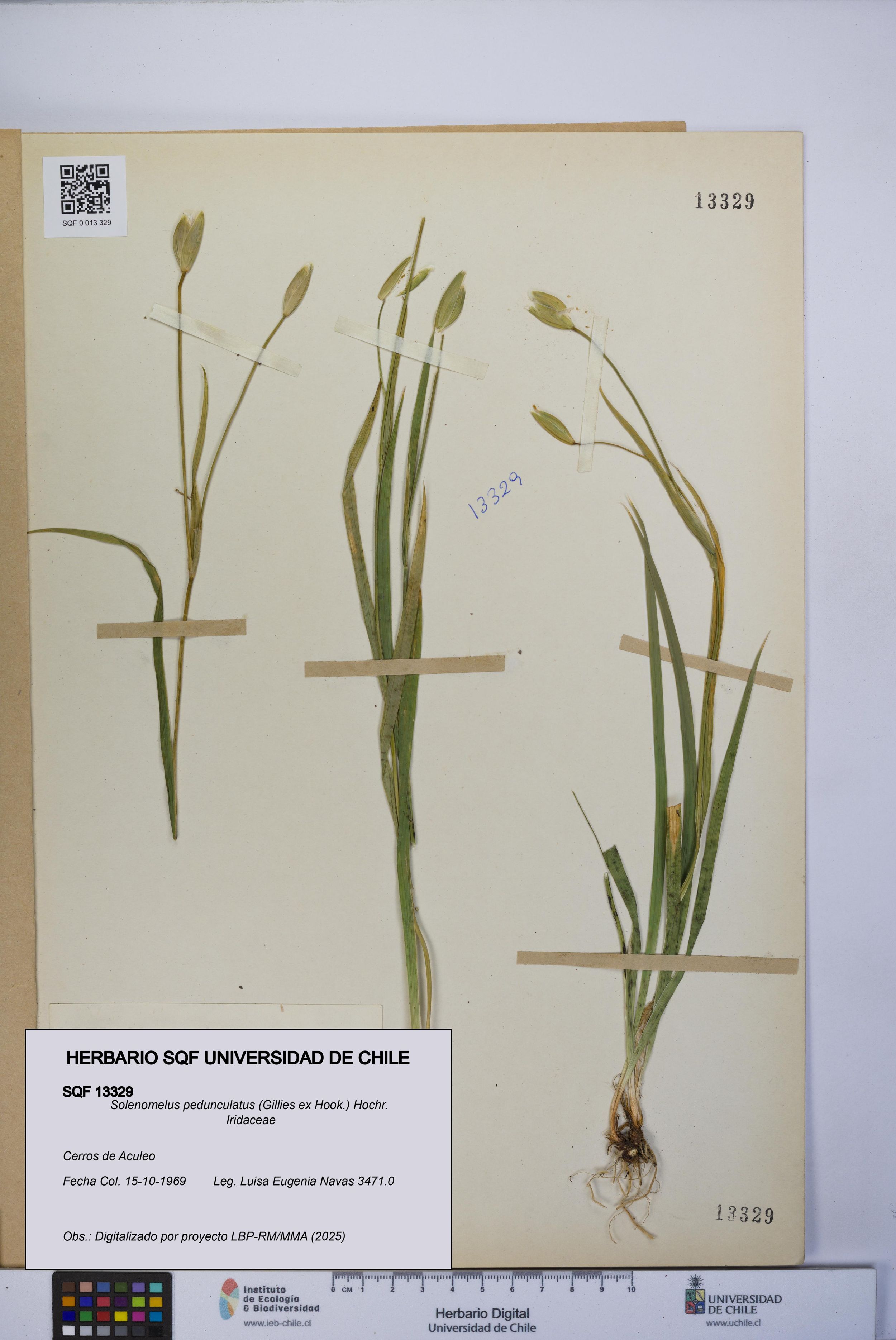 Solenomelus pedunculatus [Espécimen: ]