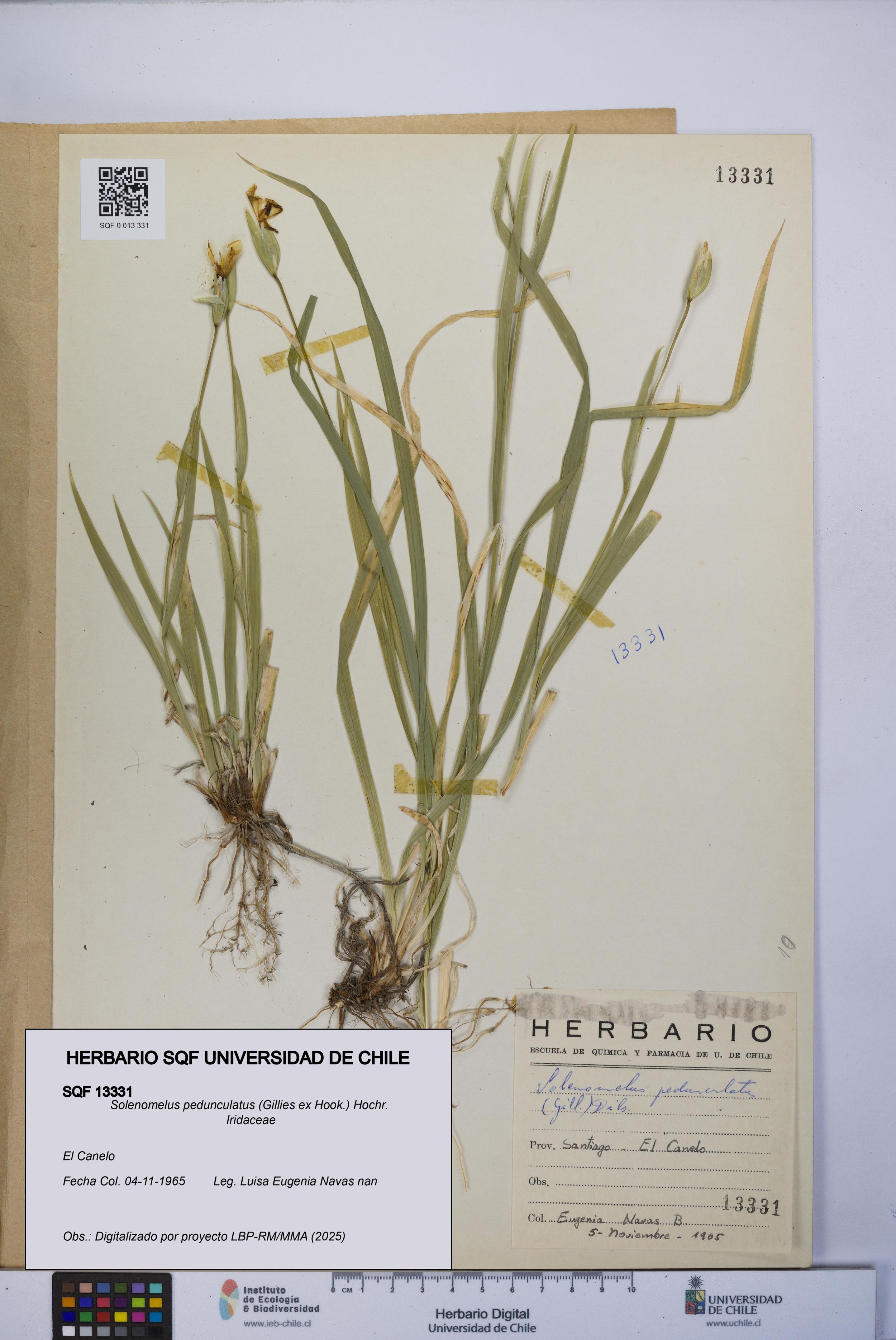 Solenomelus pedunculatus [Espécimen: ]