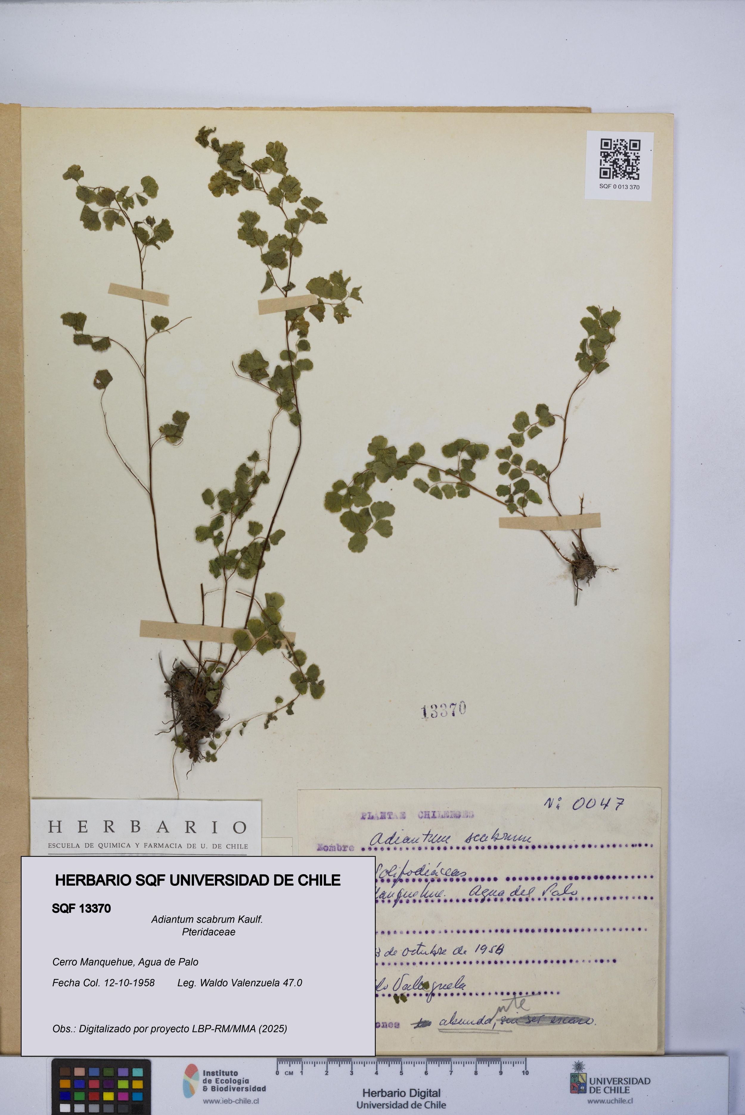 Adiantum scabrum [Espécimen: ]