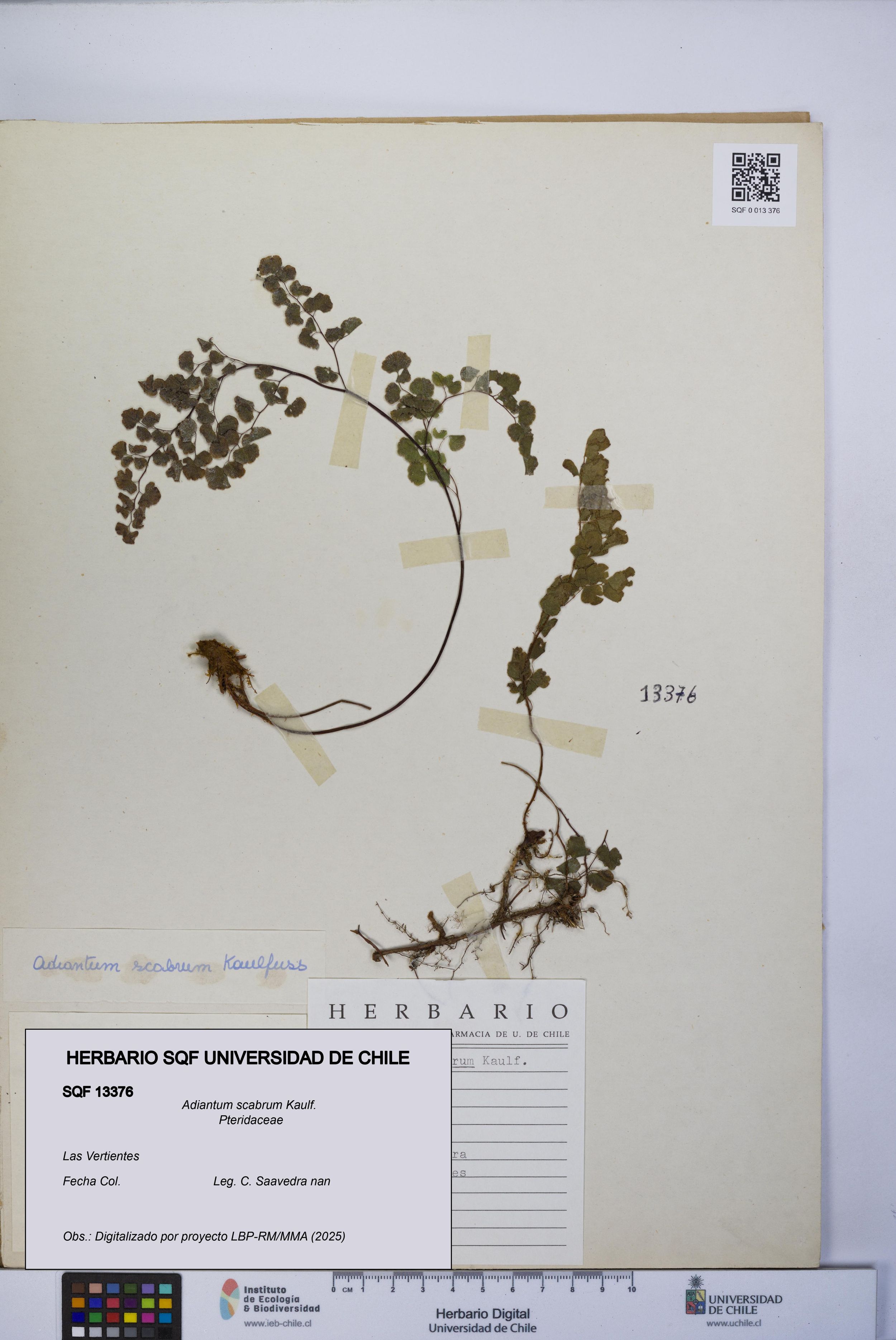 Adiantum scabrum [Espécimen: ]