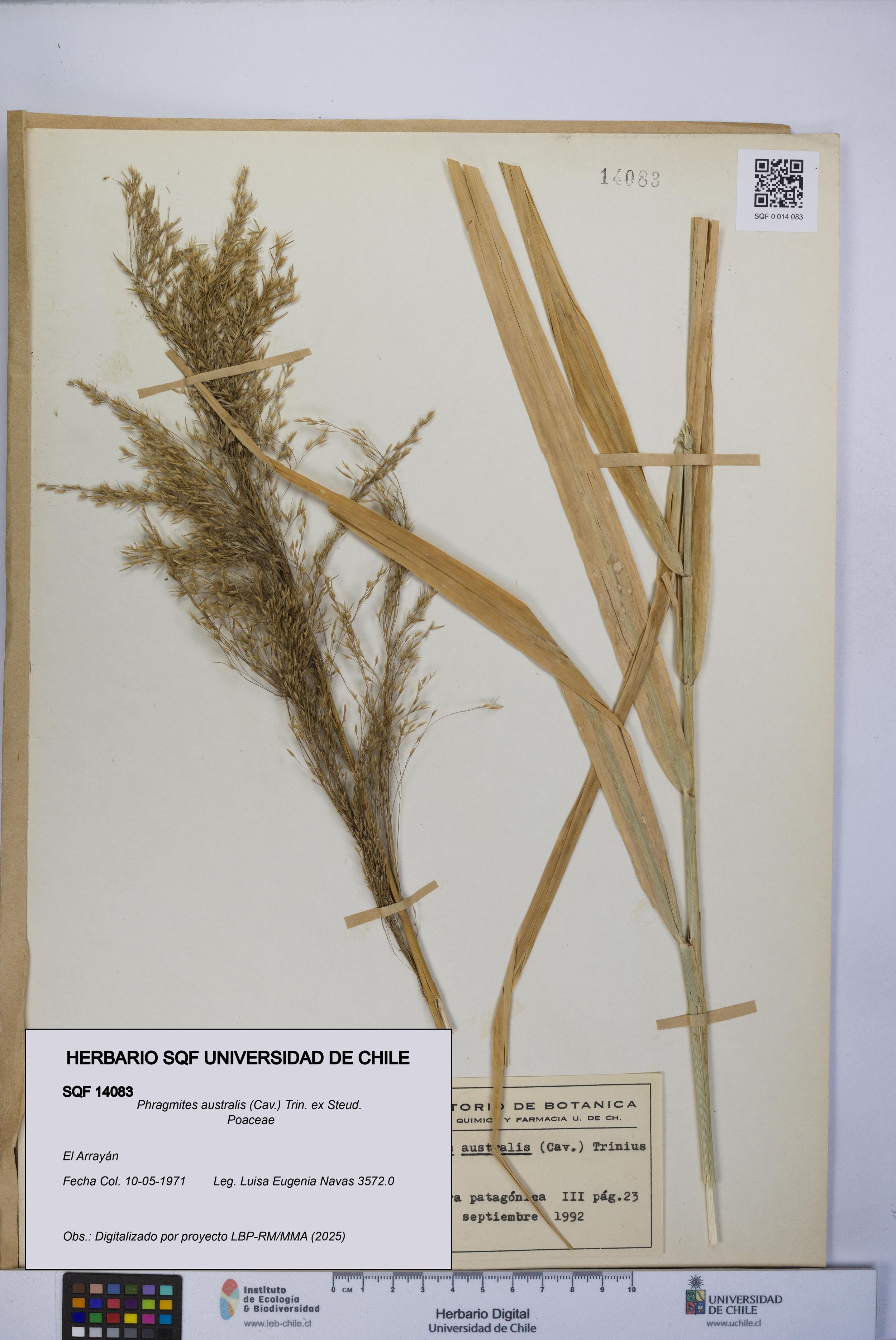 Phragmites australis [Espécimen: ]