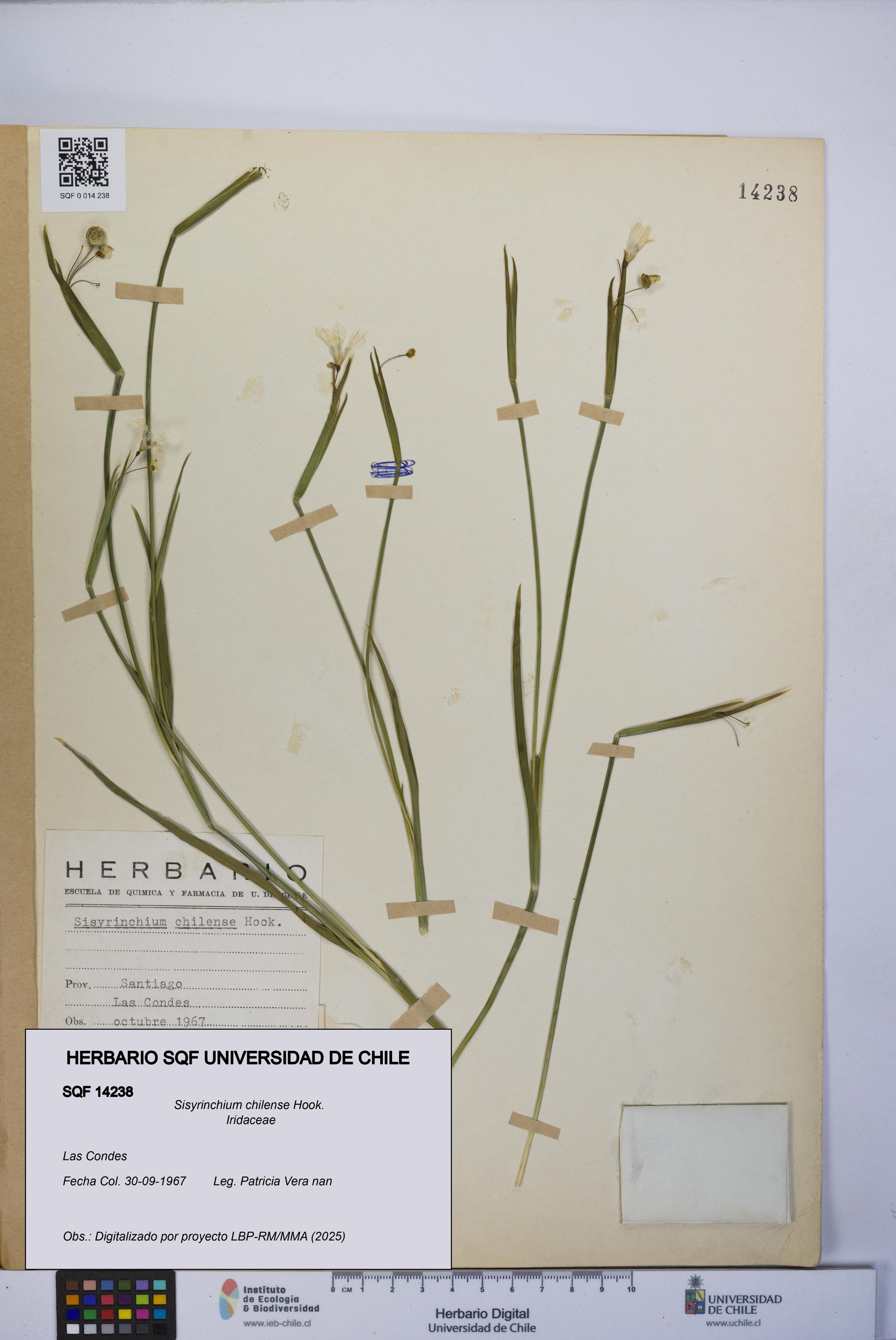 Sisyrinchium chilense [Espécimen: ]