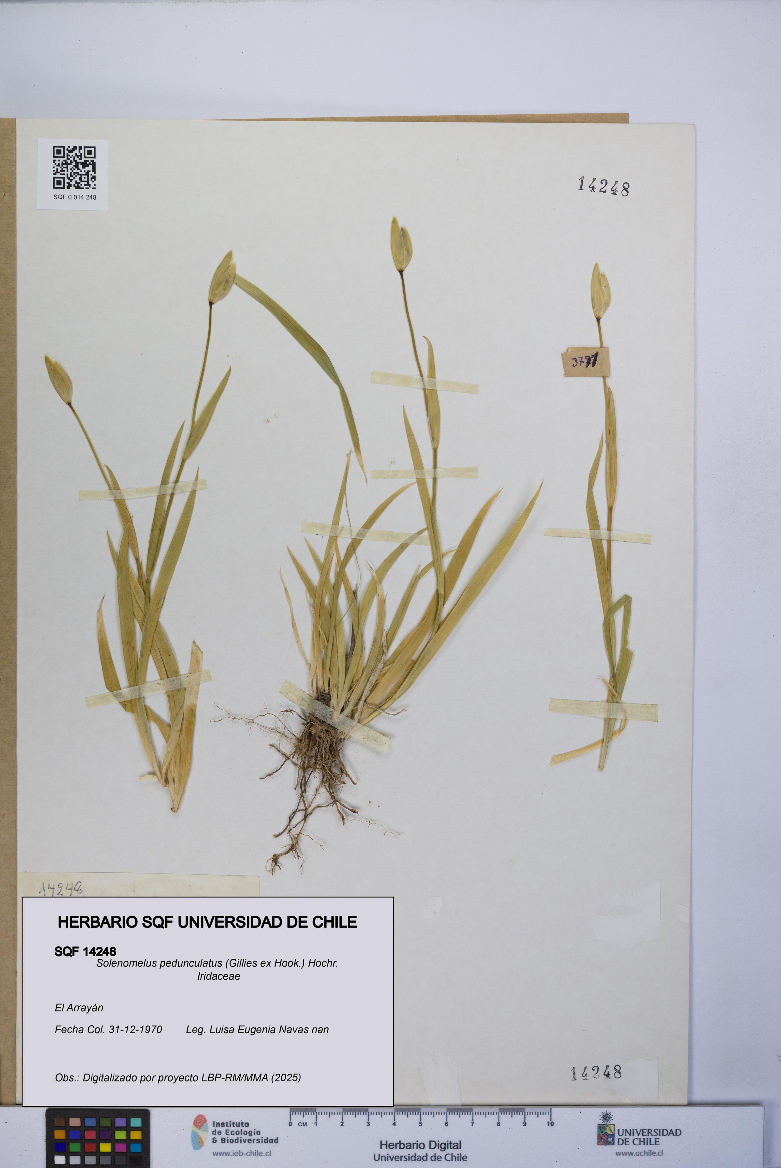 Solenomelus pedunculatus [Espécimen: ]