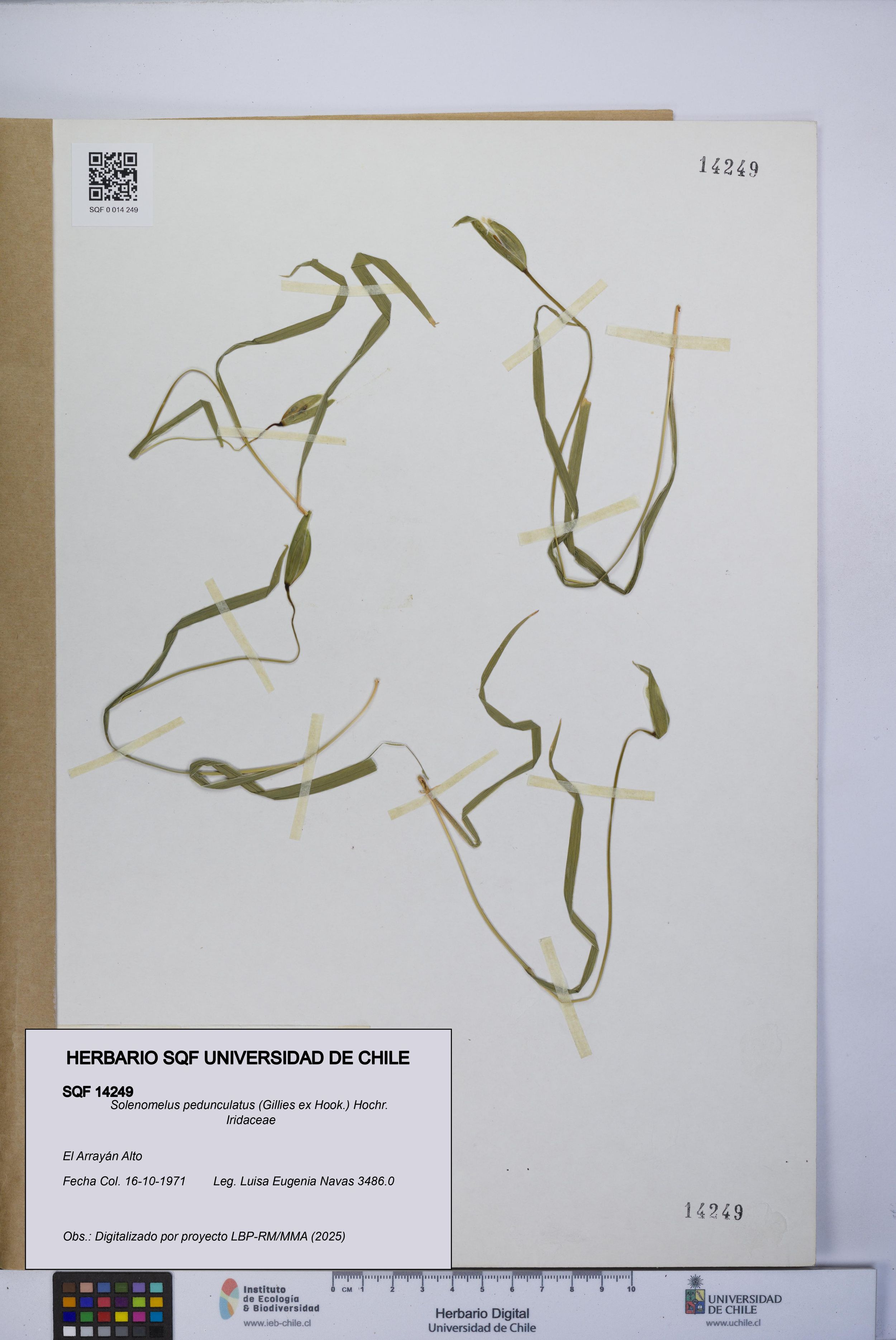 Solenomelus pedunculatus [Espécimen: ]