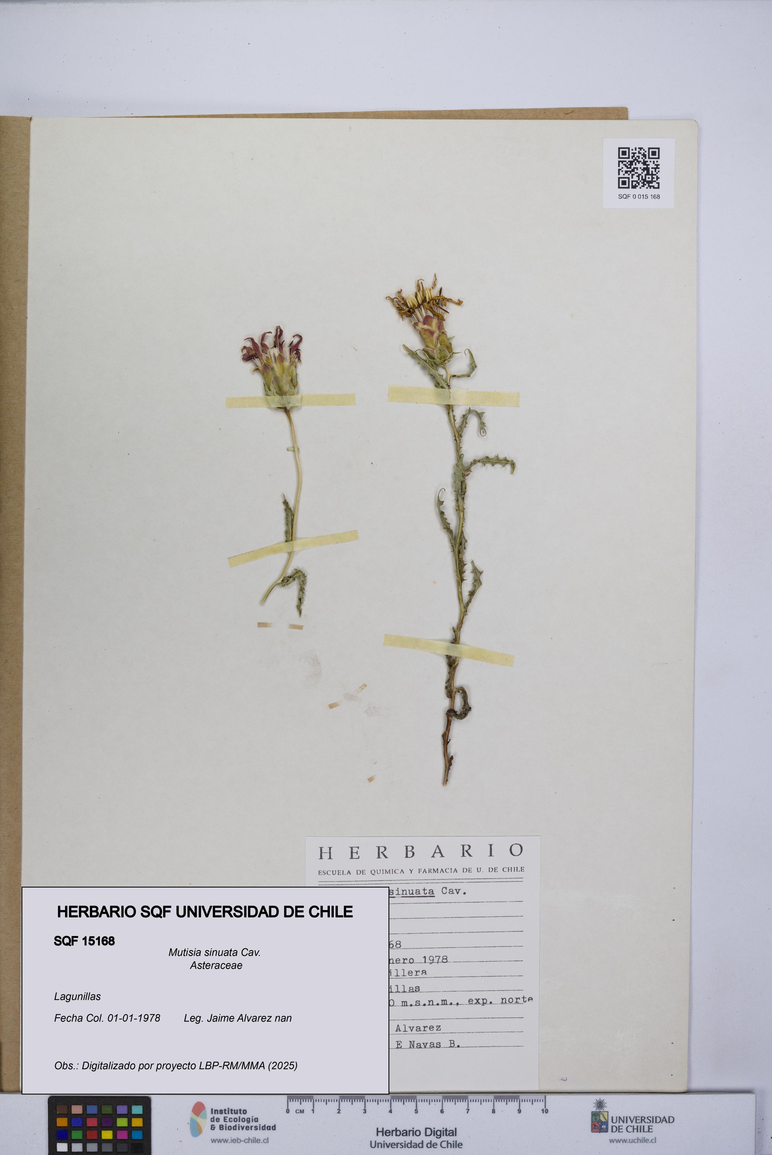 Mutisia sinuata [Espécimen: ]