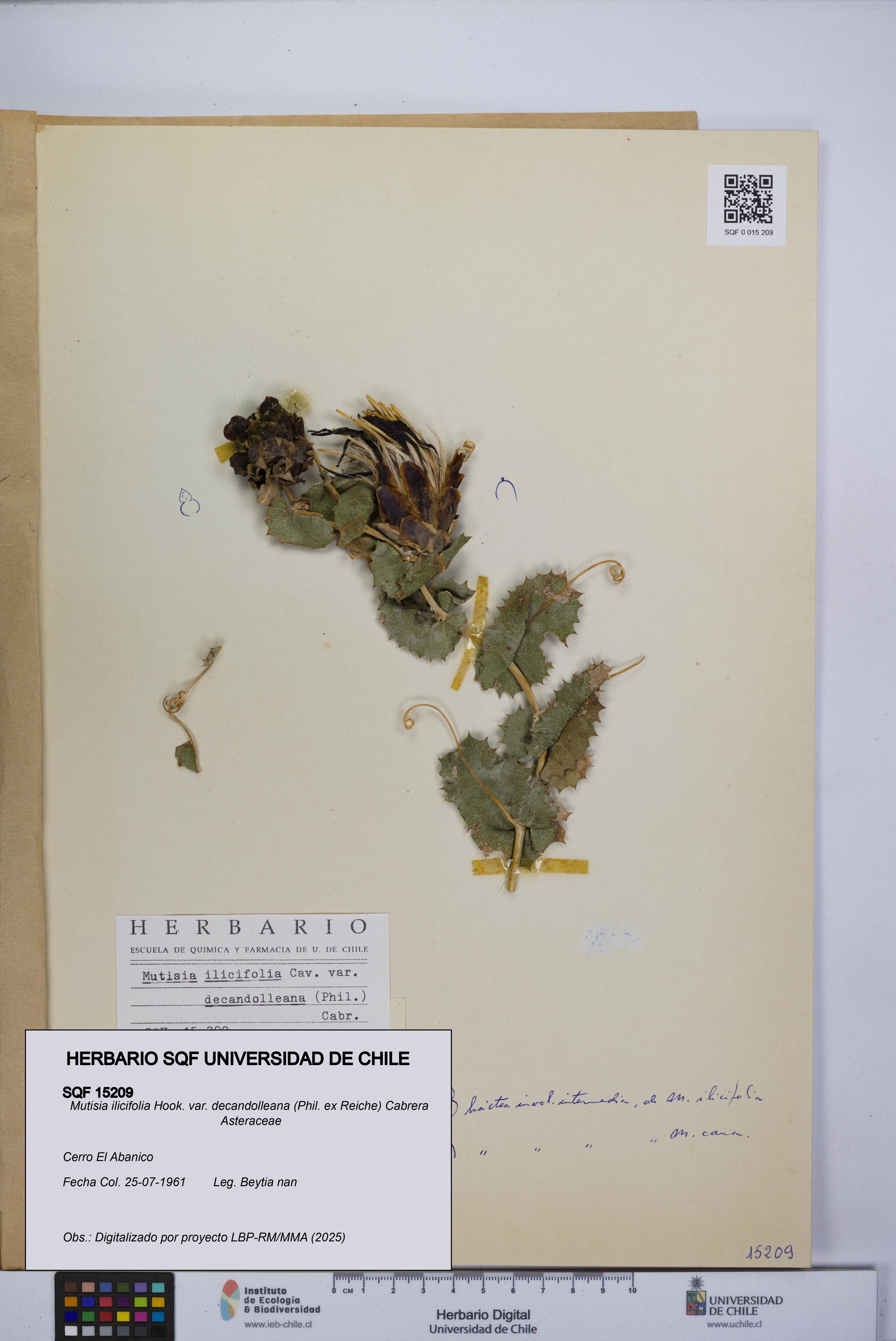 Mutisia ilicifolia var. decandolleana [Espécimen: ]