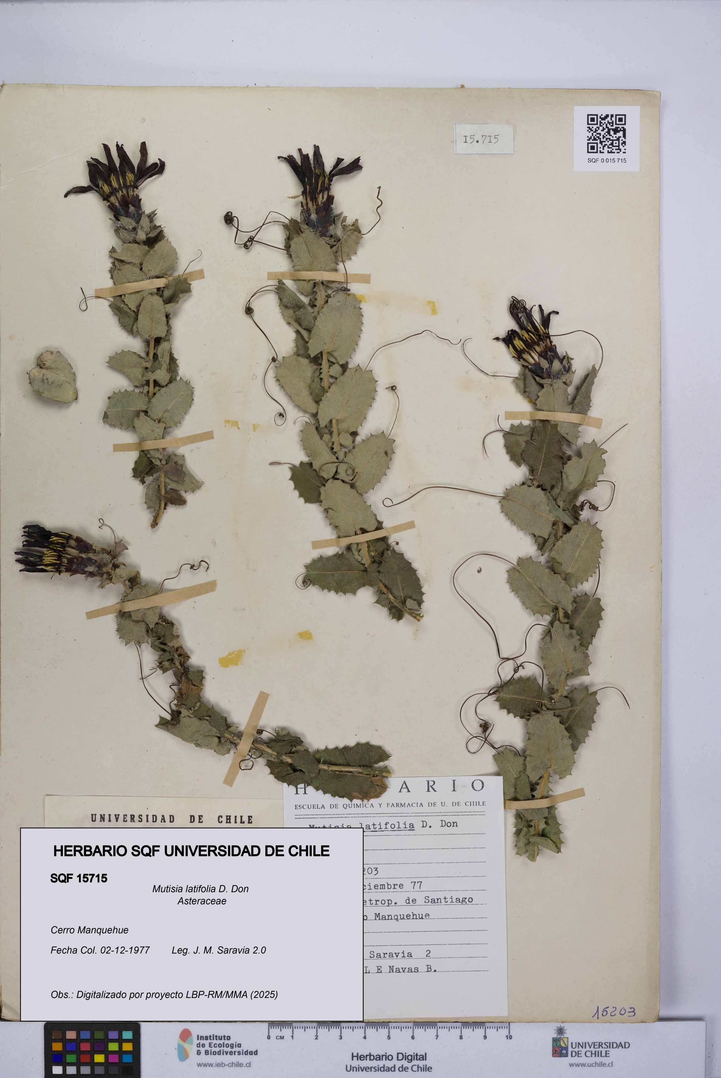 Mutisia latifolia [Espécimen: ]