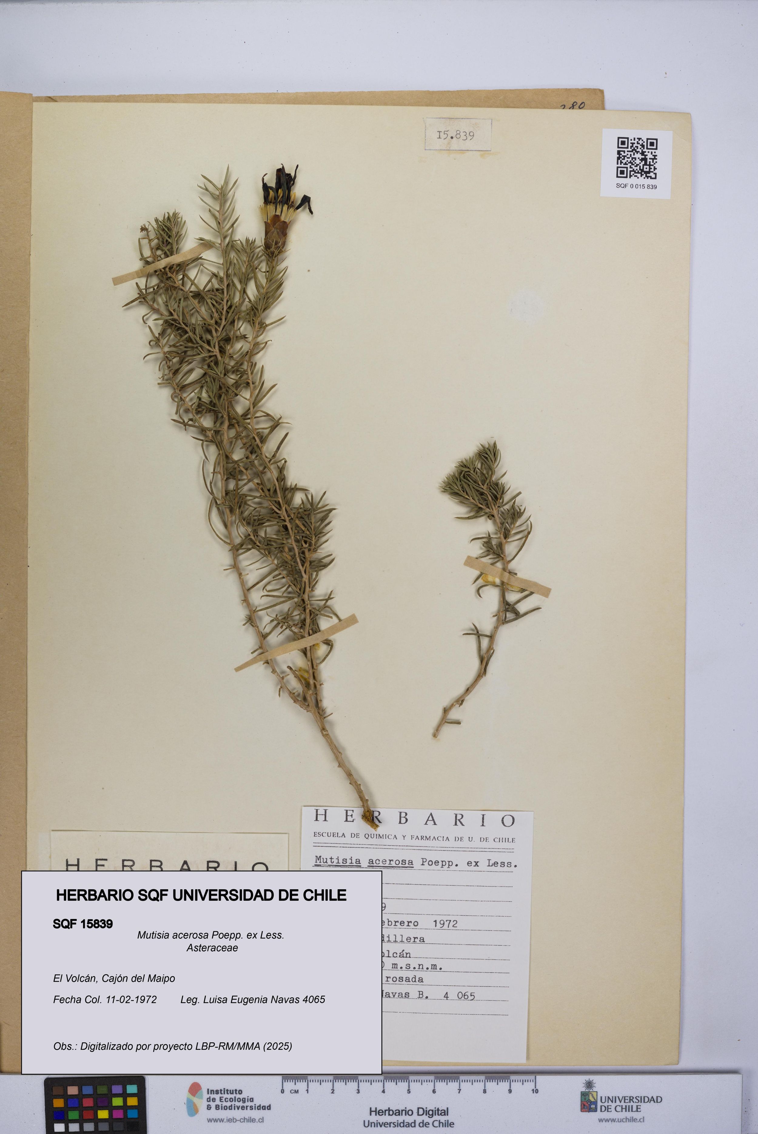 Mutisia acerosa [Espécimen: ]