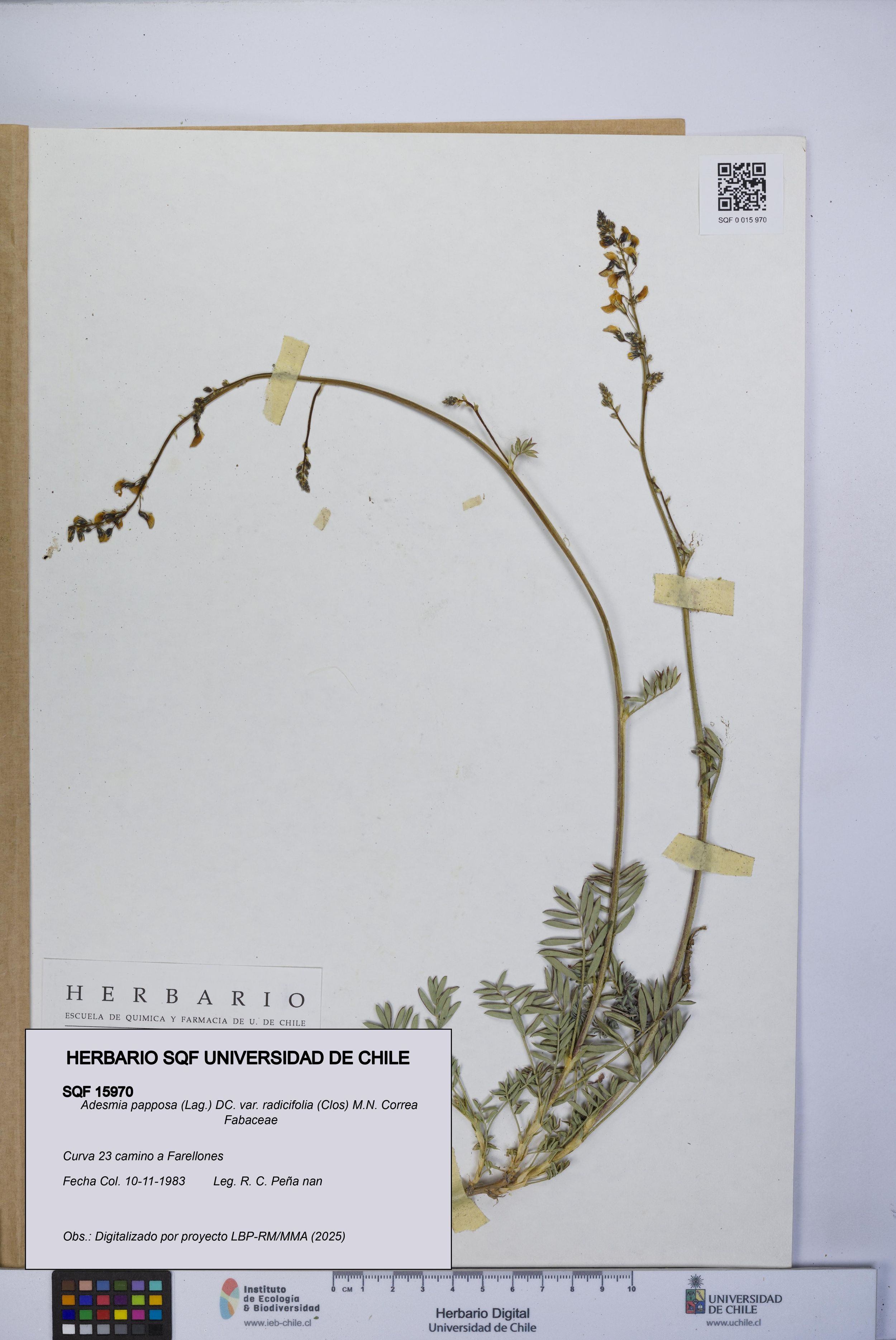 Adesmia papposa var. radicifolia [Espécimen: ]
