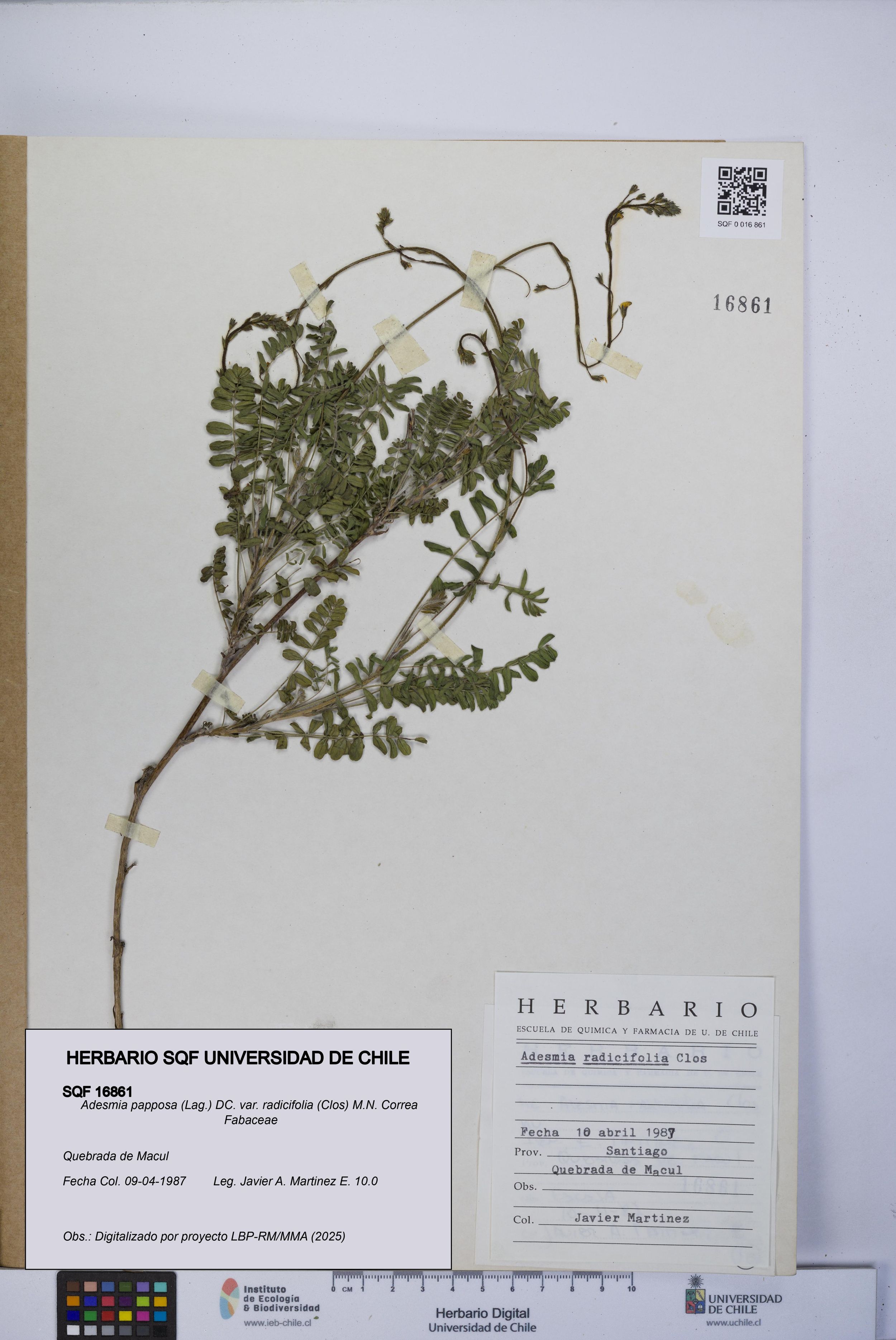 Adesmia papposa var. radicifolia [Espécimen: ]