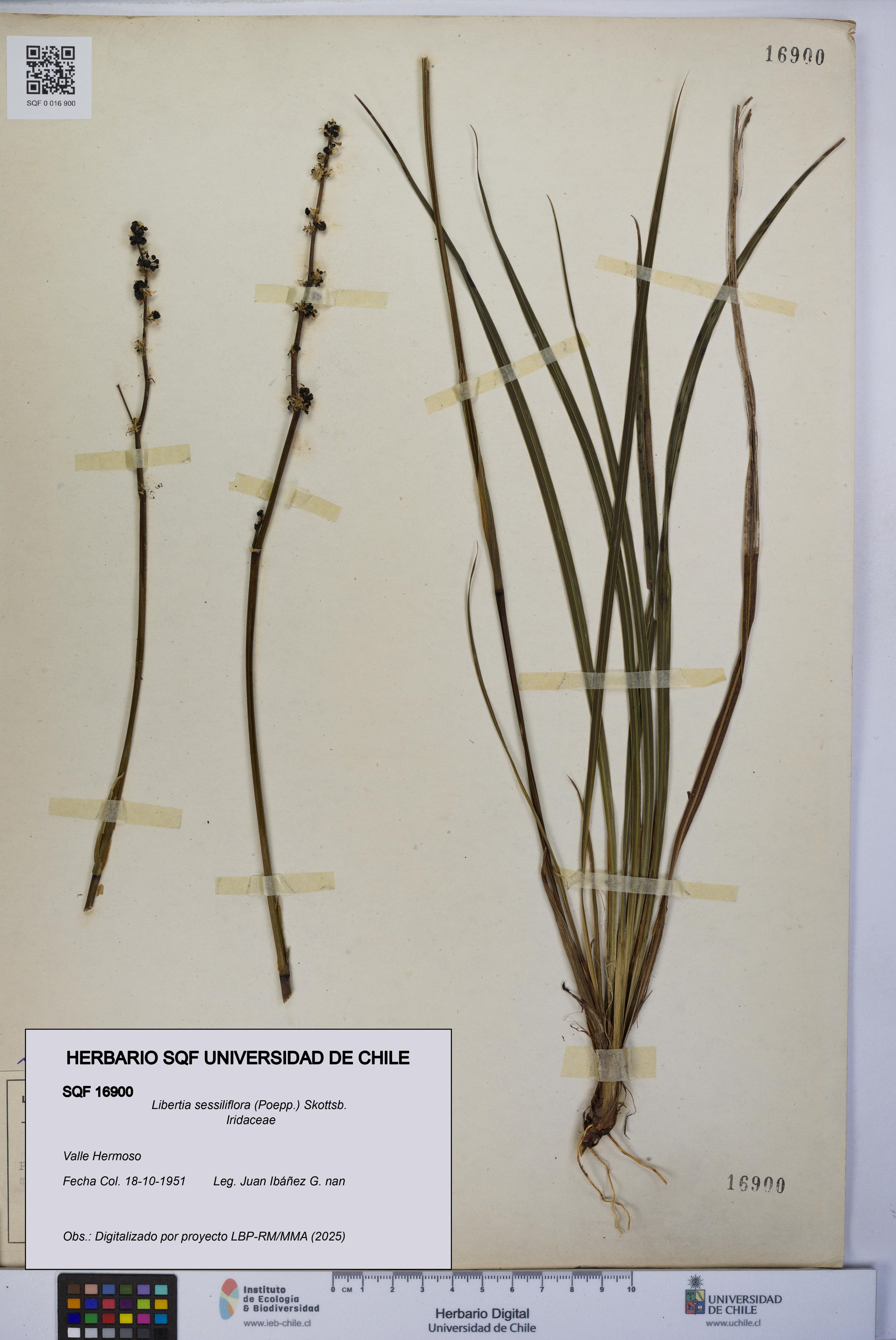 Libertia sessiliflora [Espécimen: ]