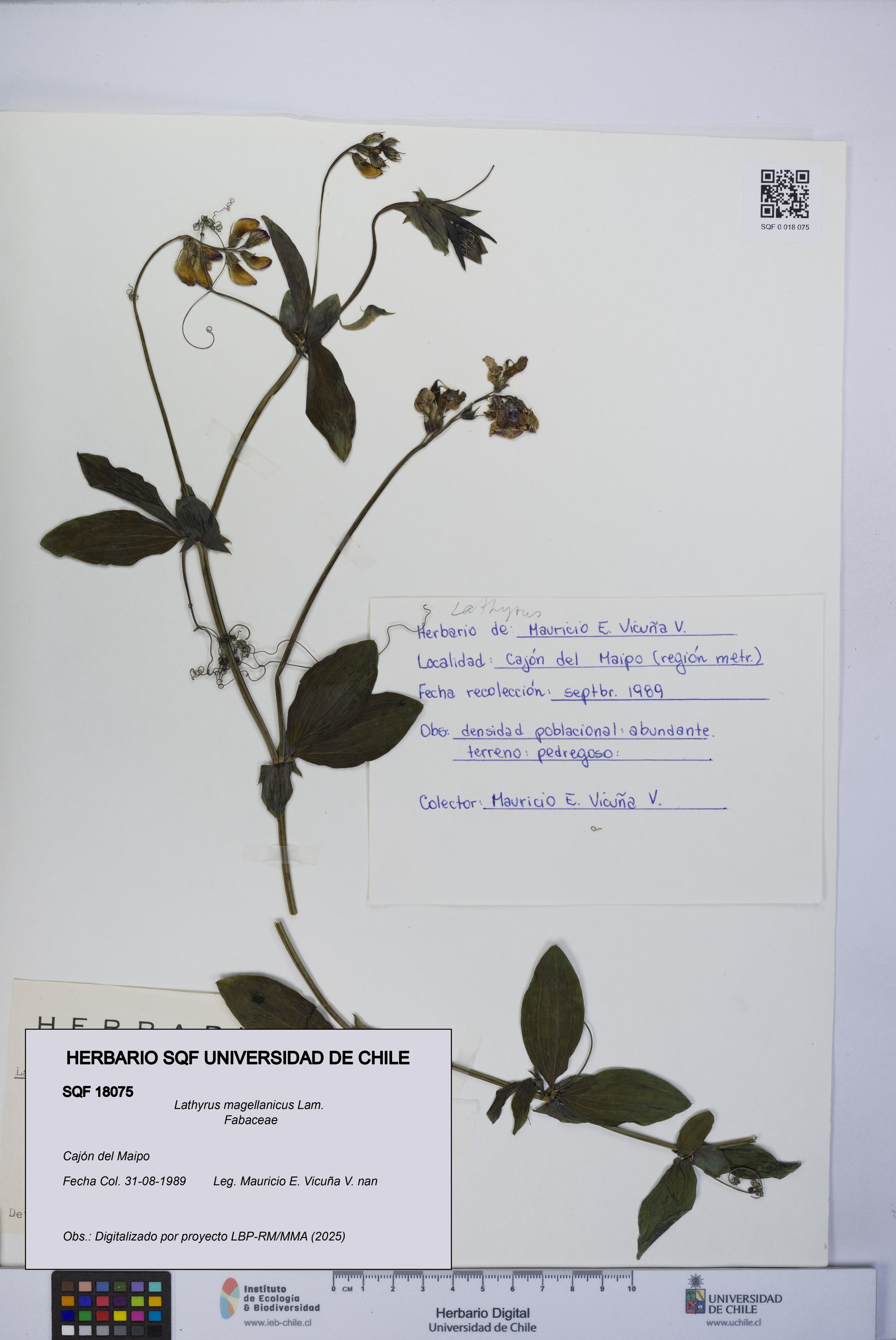 Lathyrus magellanicus [Espécimen: ]