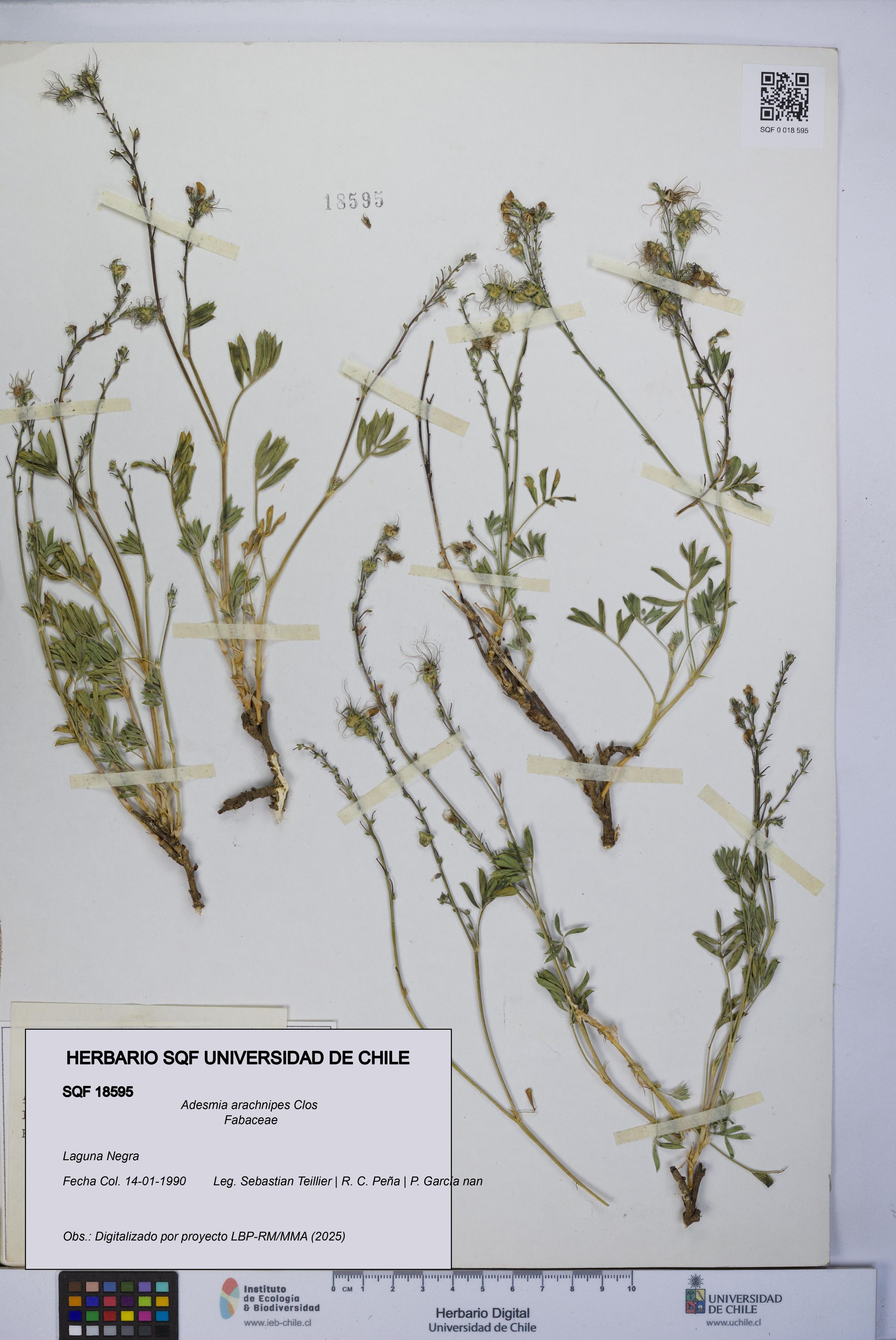 Adesmia arachnipes [Espécimen: ]