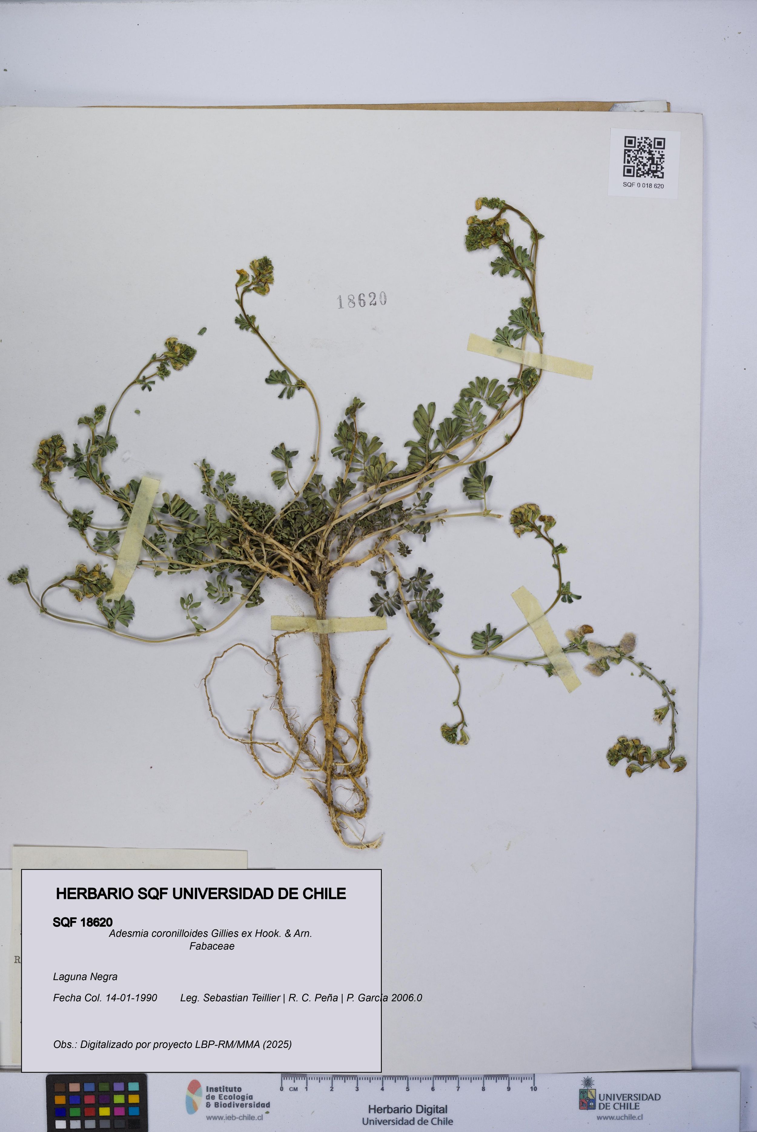 Adesmia coronilloides [Espécimen: ]