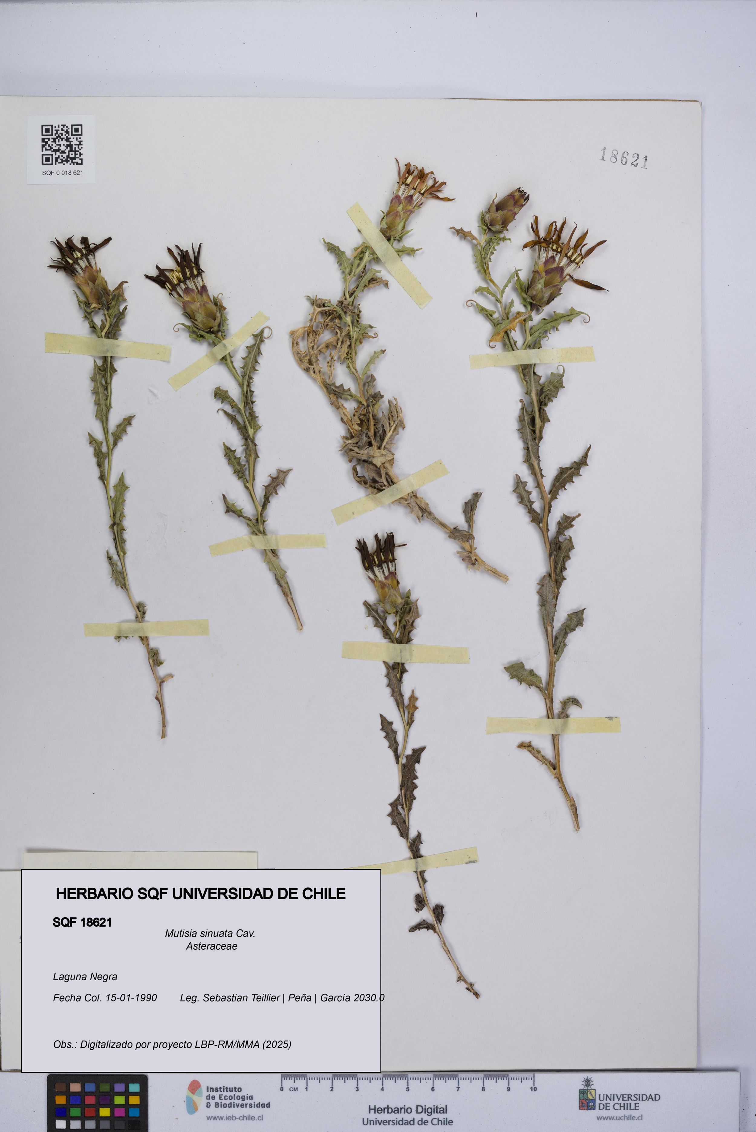 Mutisia sinuata [Espécimen: ]