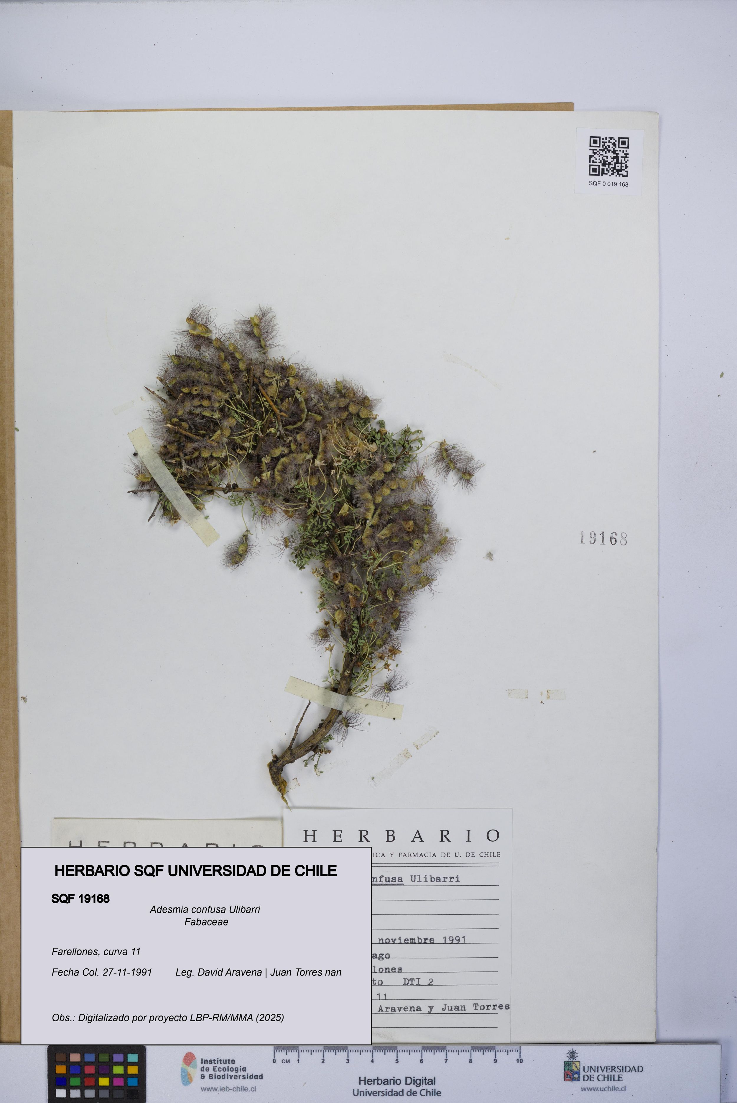 Adesmia confusa [Espécimen: ]
