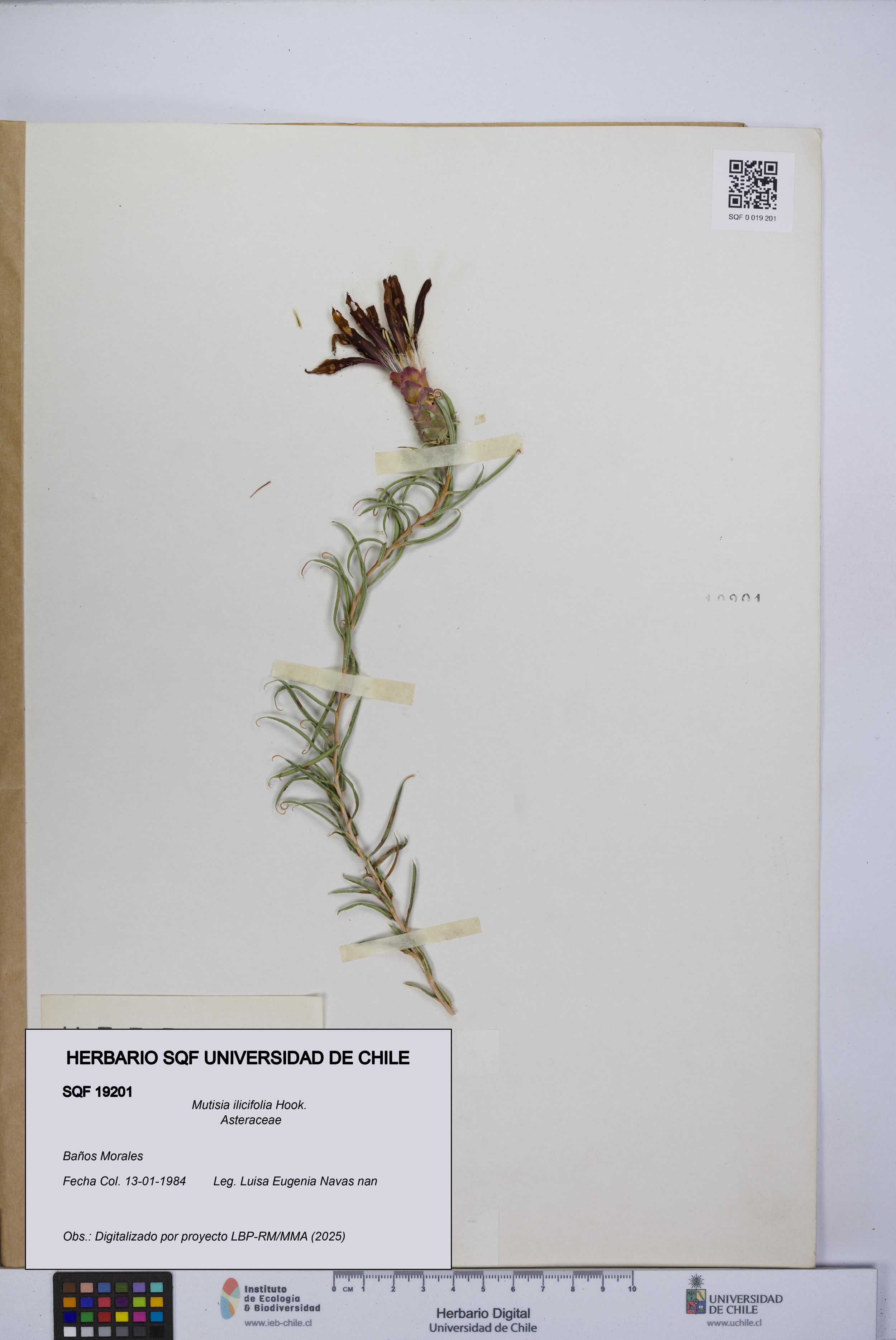 Mutisia ilicifolia [Espécimen: ]