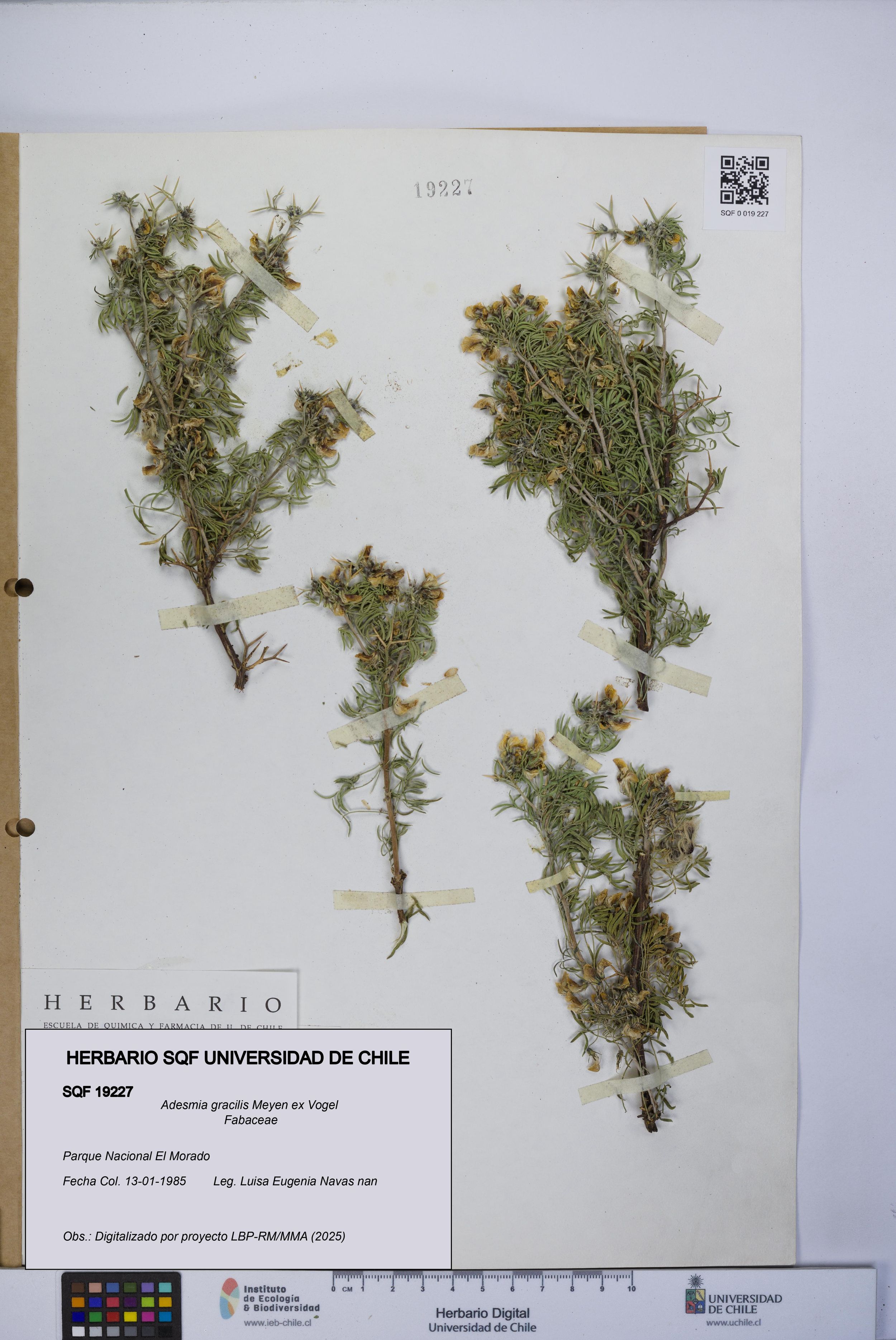 Adesmia gracilis [Espécimen: ]