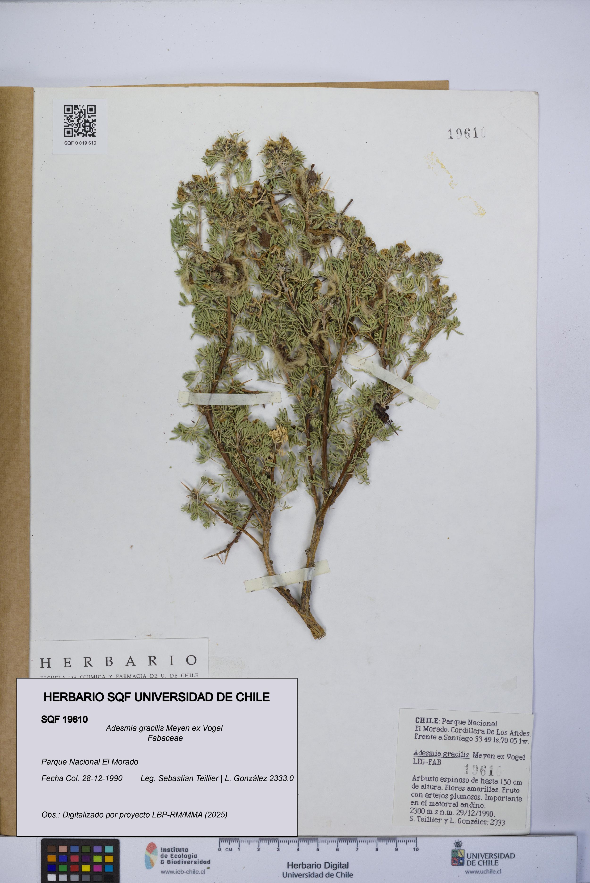 Adesmia gracilis [Espécimen: ]