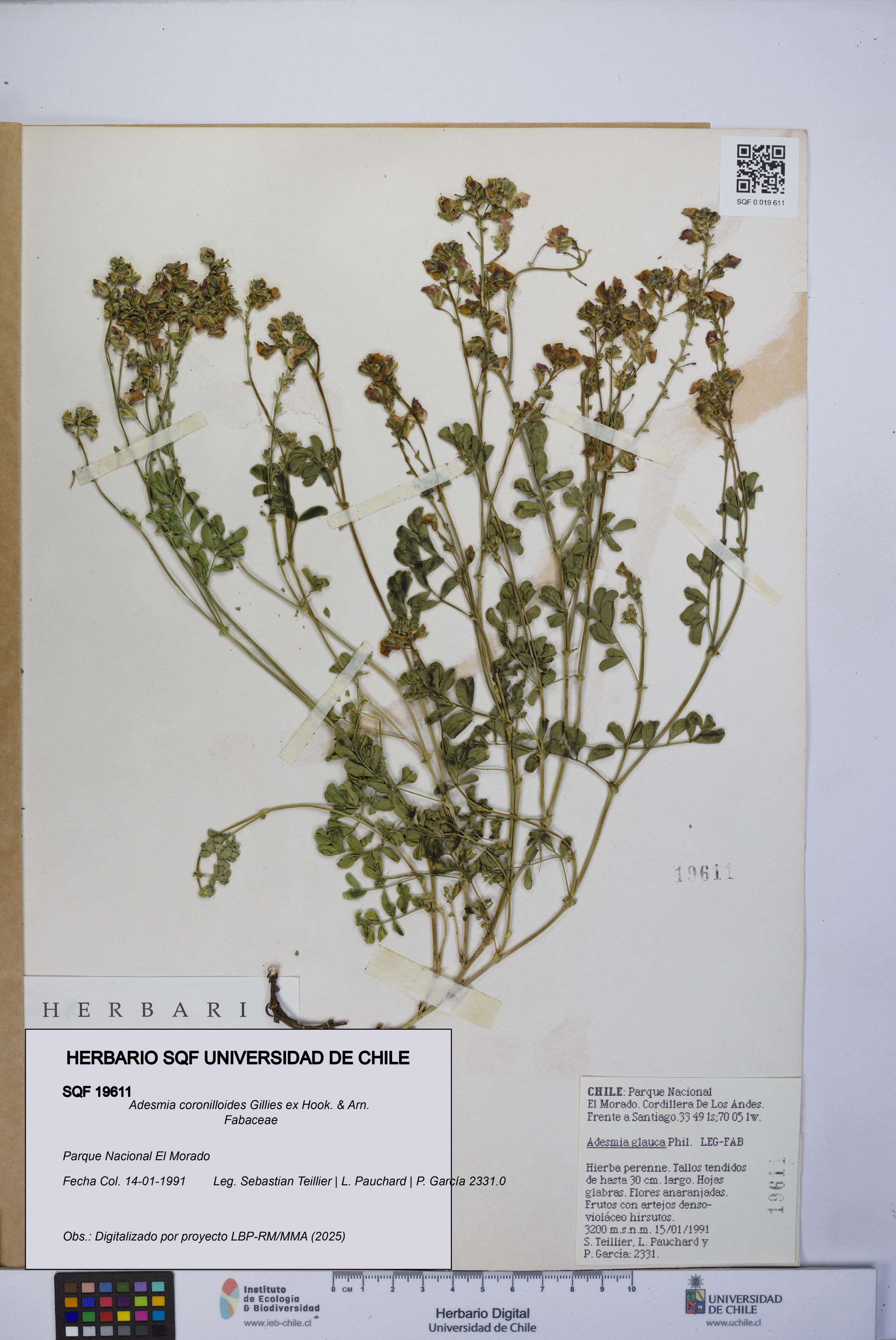 Adesmia coronilloides [Espécimen: ]
