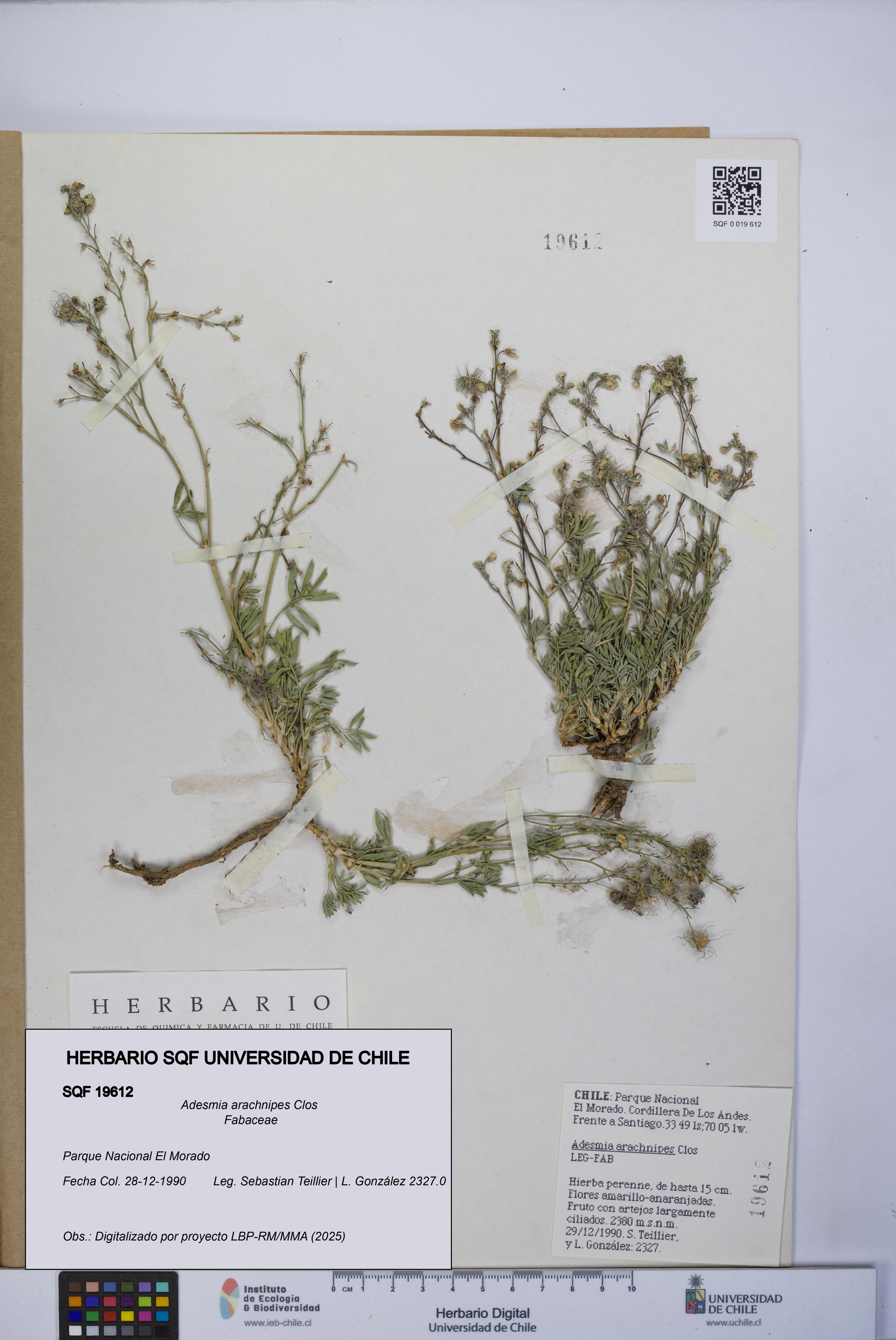 Adesmia arachnipes [Espécimen: ]