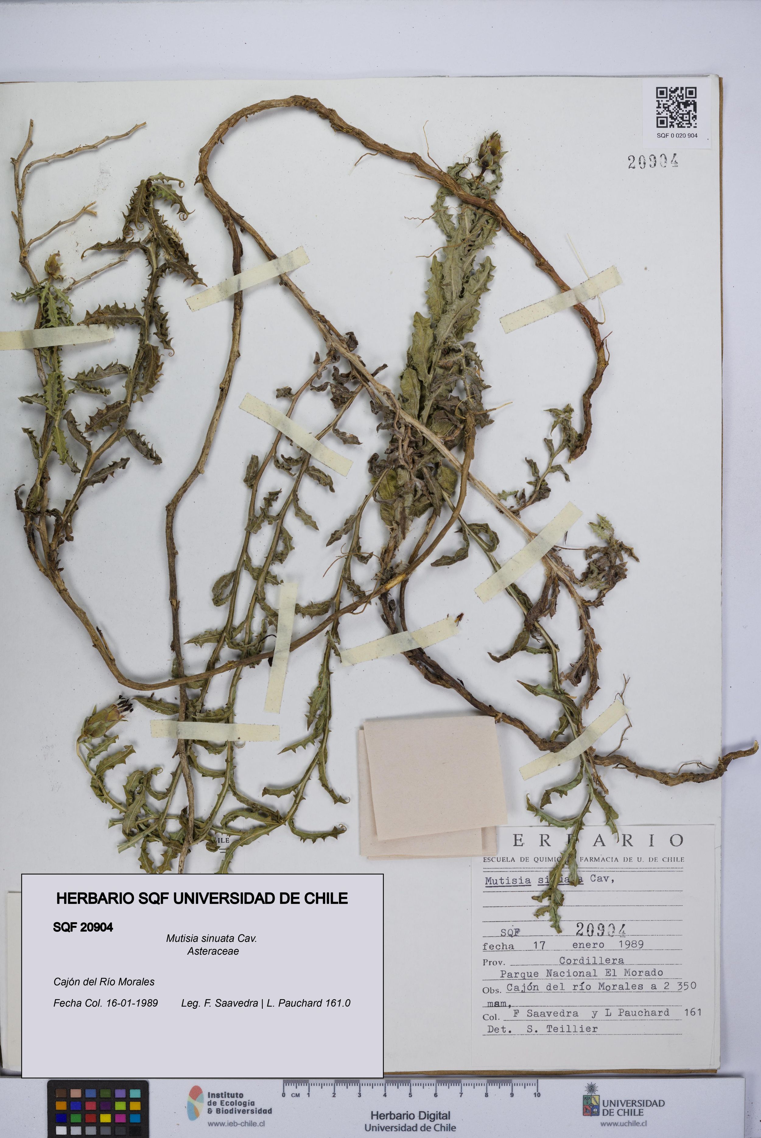 Mutisia sinuata [Espécimen: ]