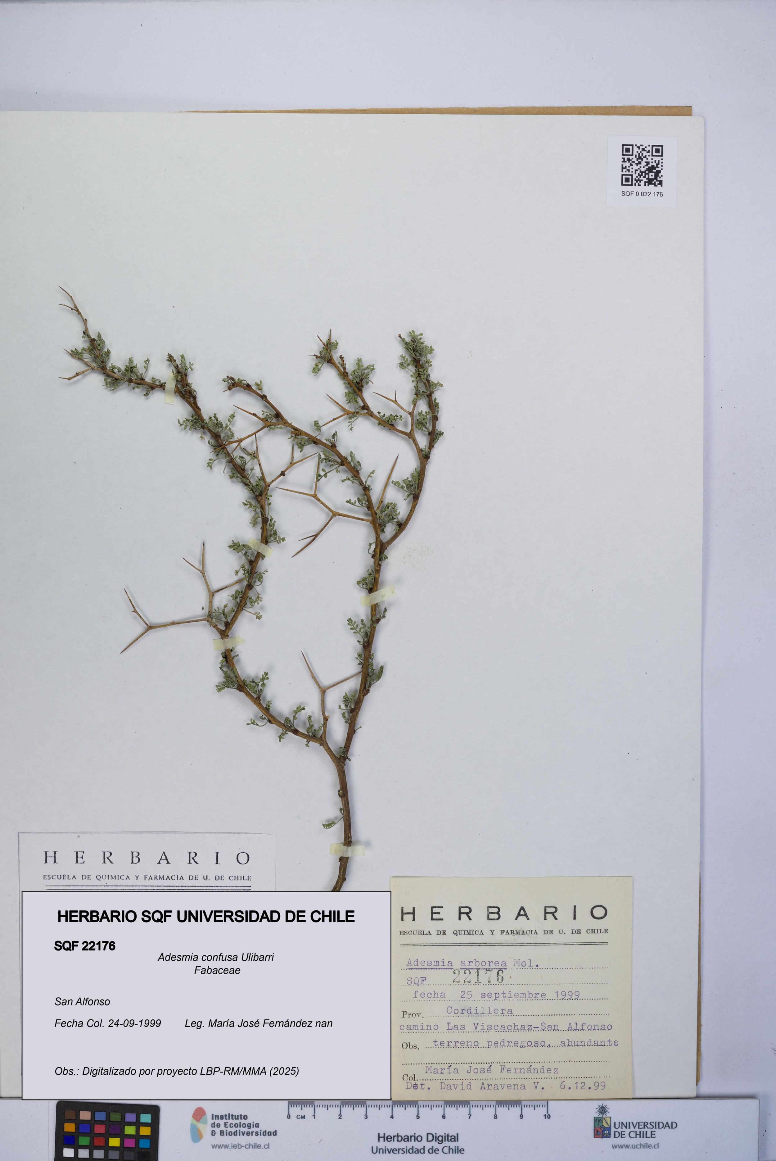 Adesmia confusa [Espécimen: ]