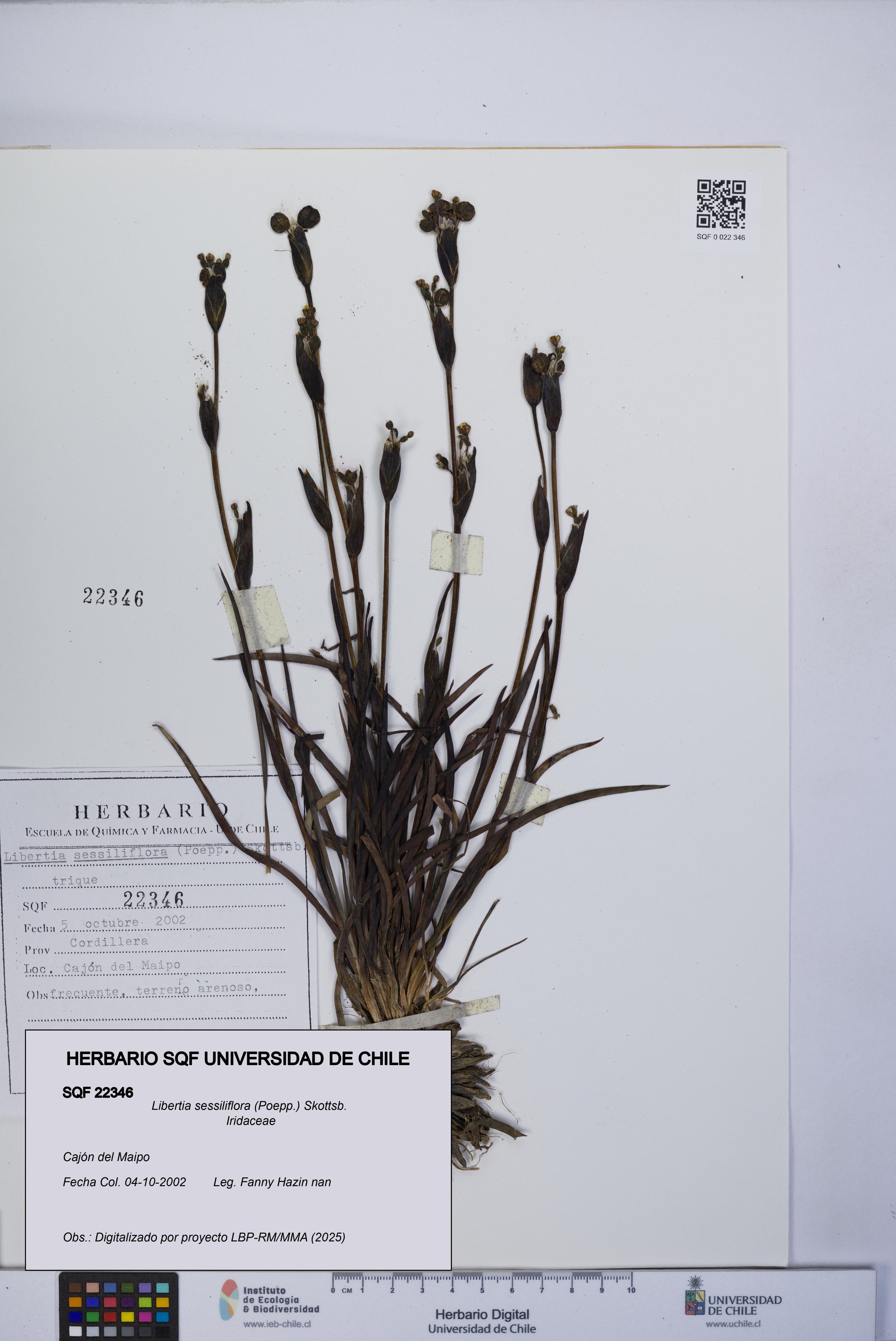 Libertia sessiliflora [Espécimen: ]