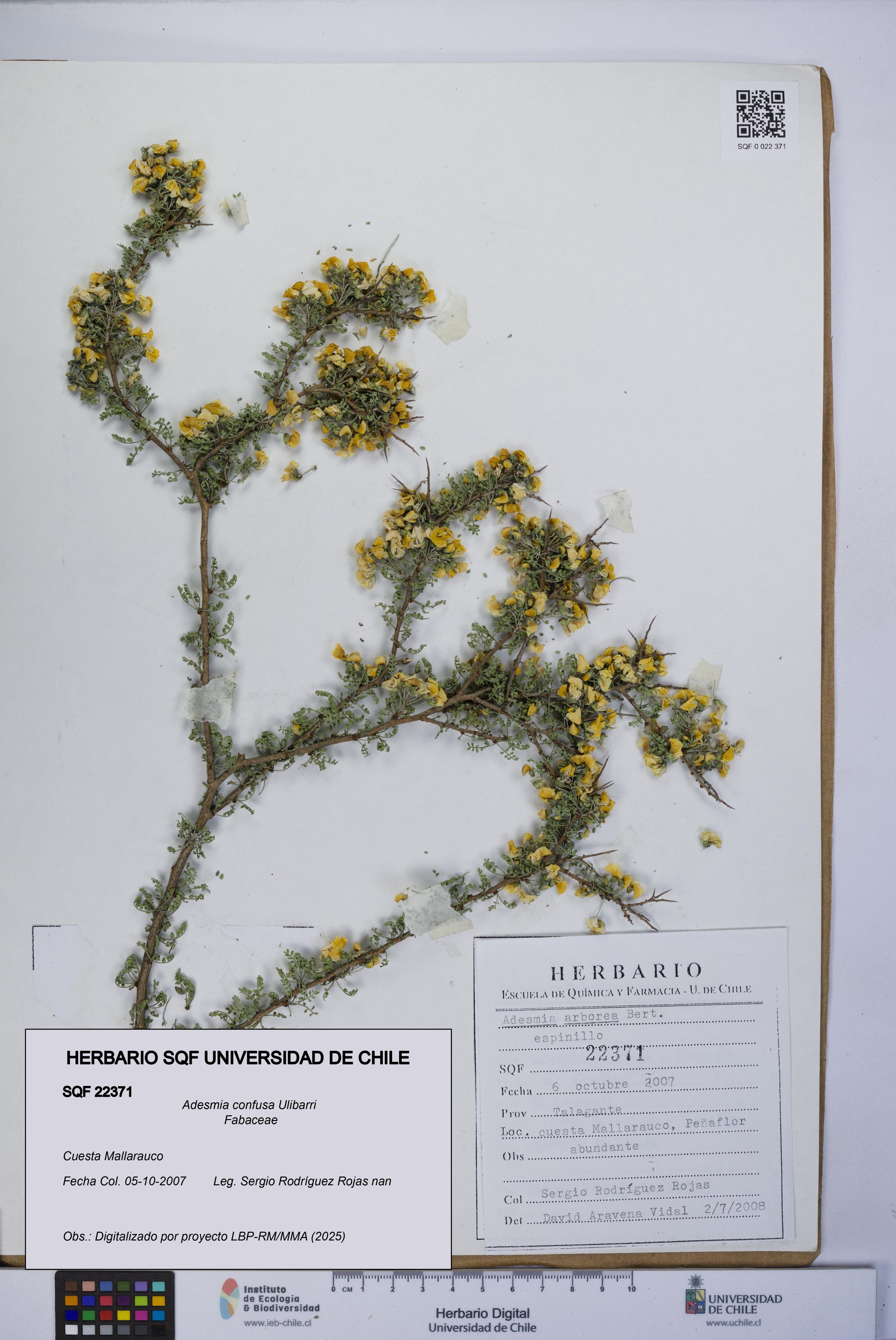 Adesmia confusa [Espécimen: ]