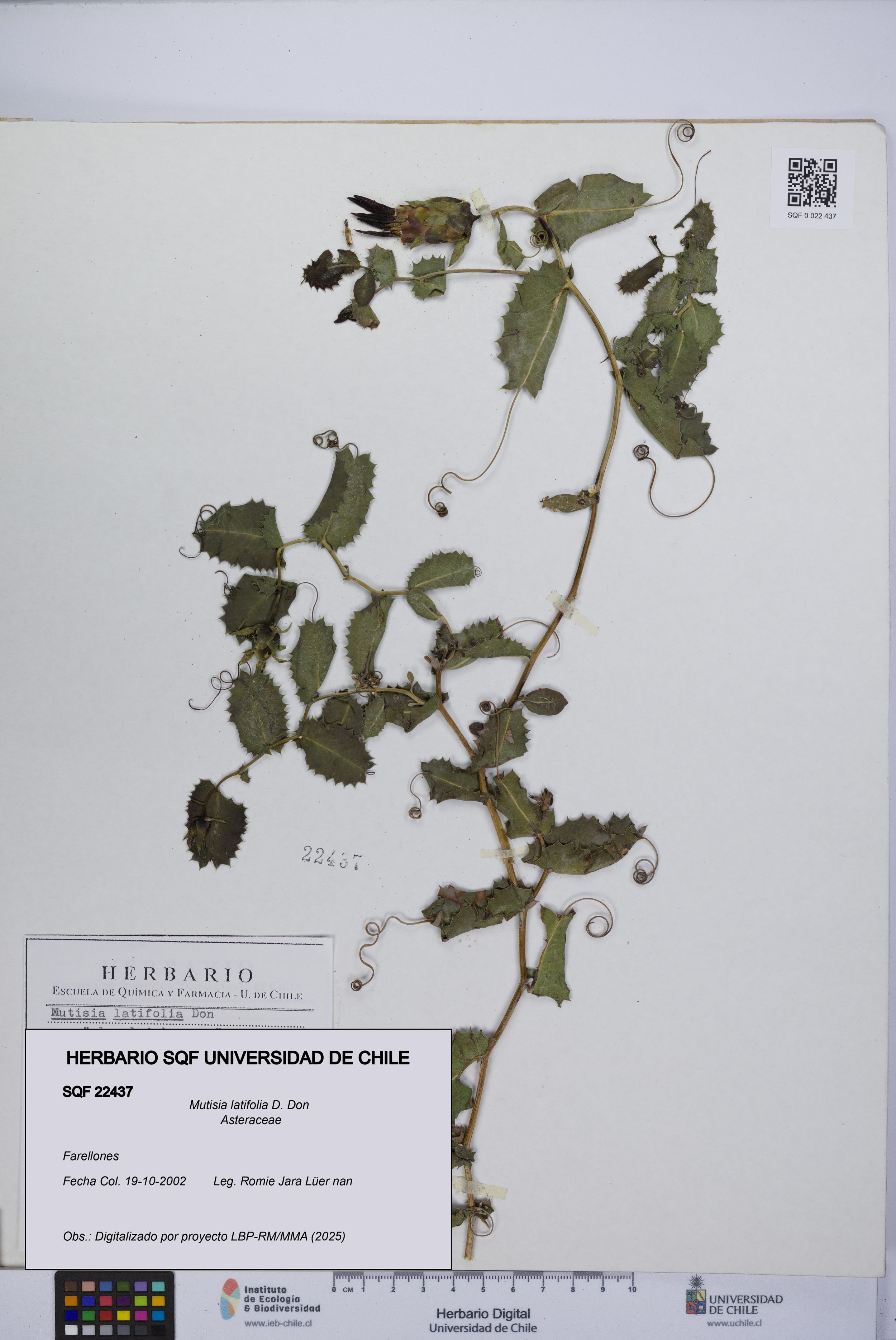 Mutisia latifolia [Espécimen: ]