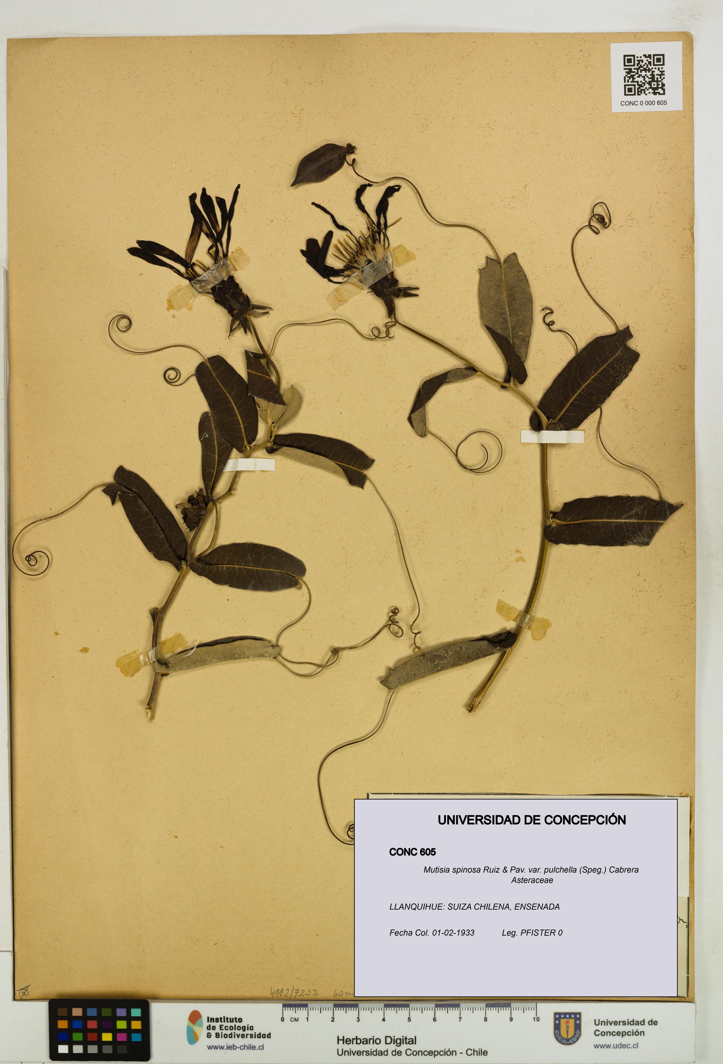 Mutisia spinosa var. pulchella [Espécimen: ]