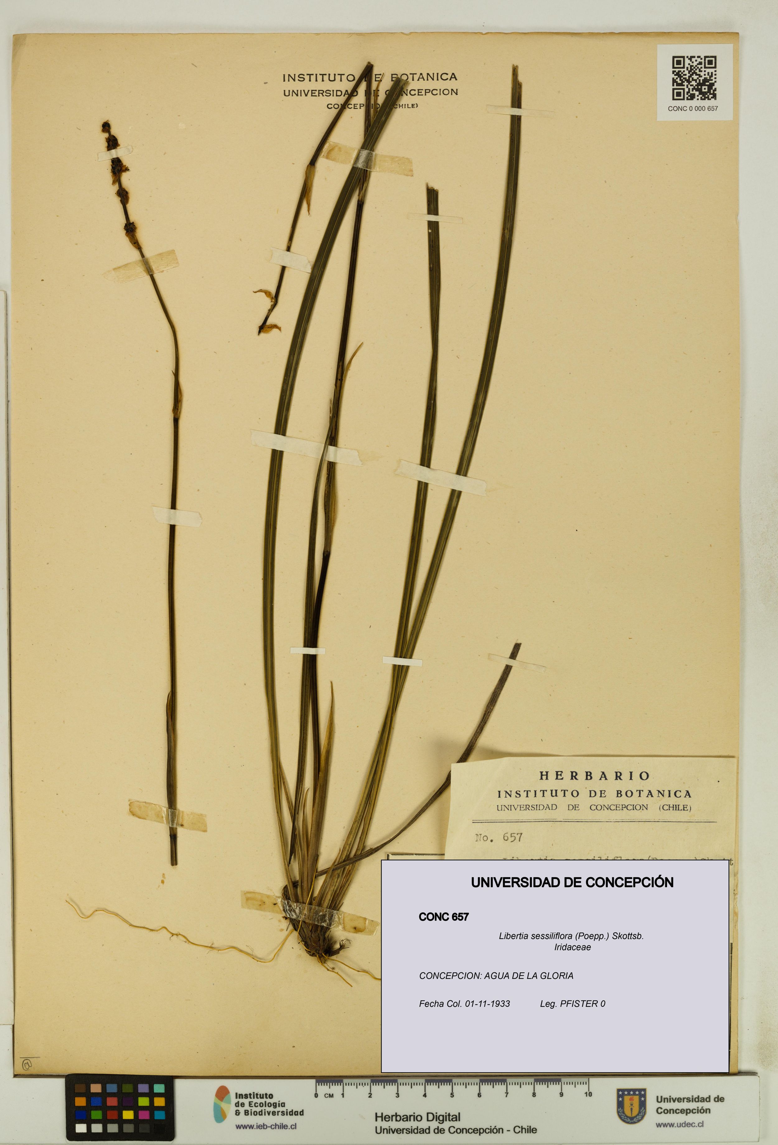 Libertia sessiliflora [Espécimen: ]