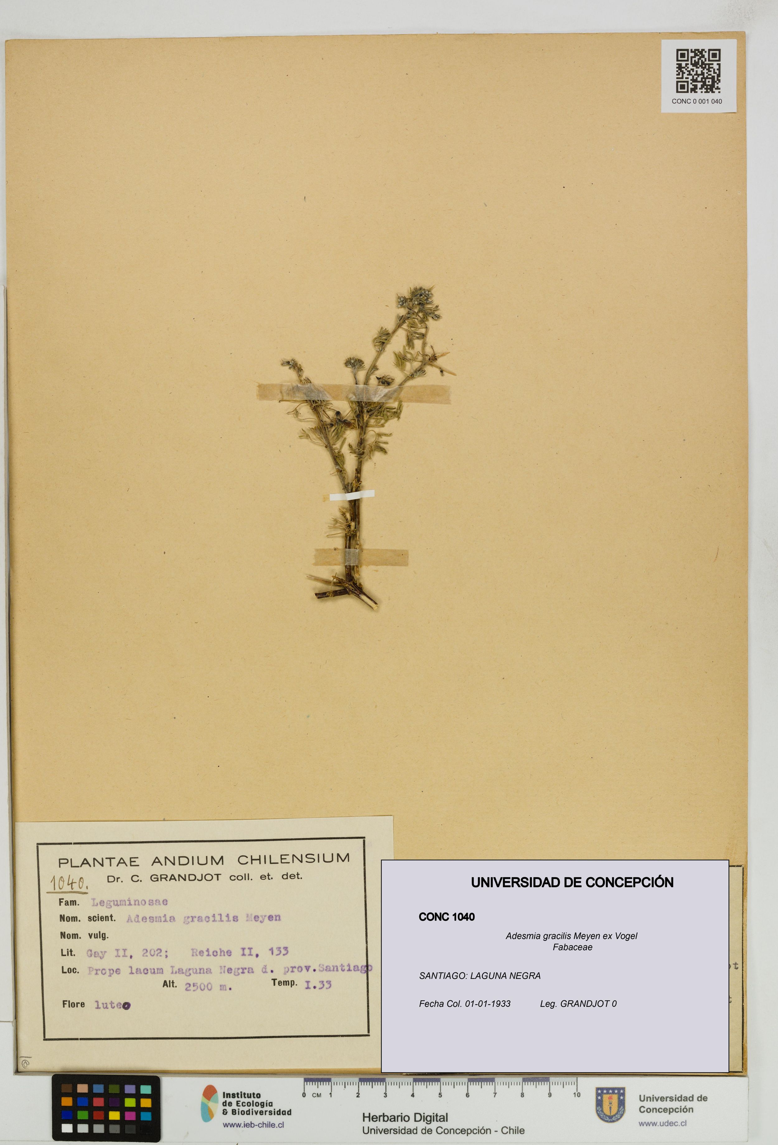 Adesmia gracilis [Espécimen: ]