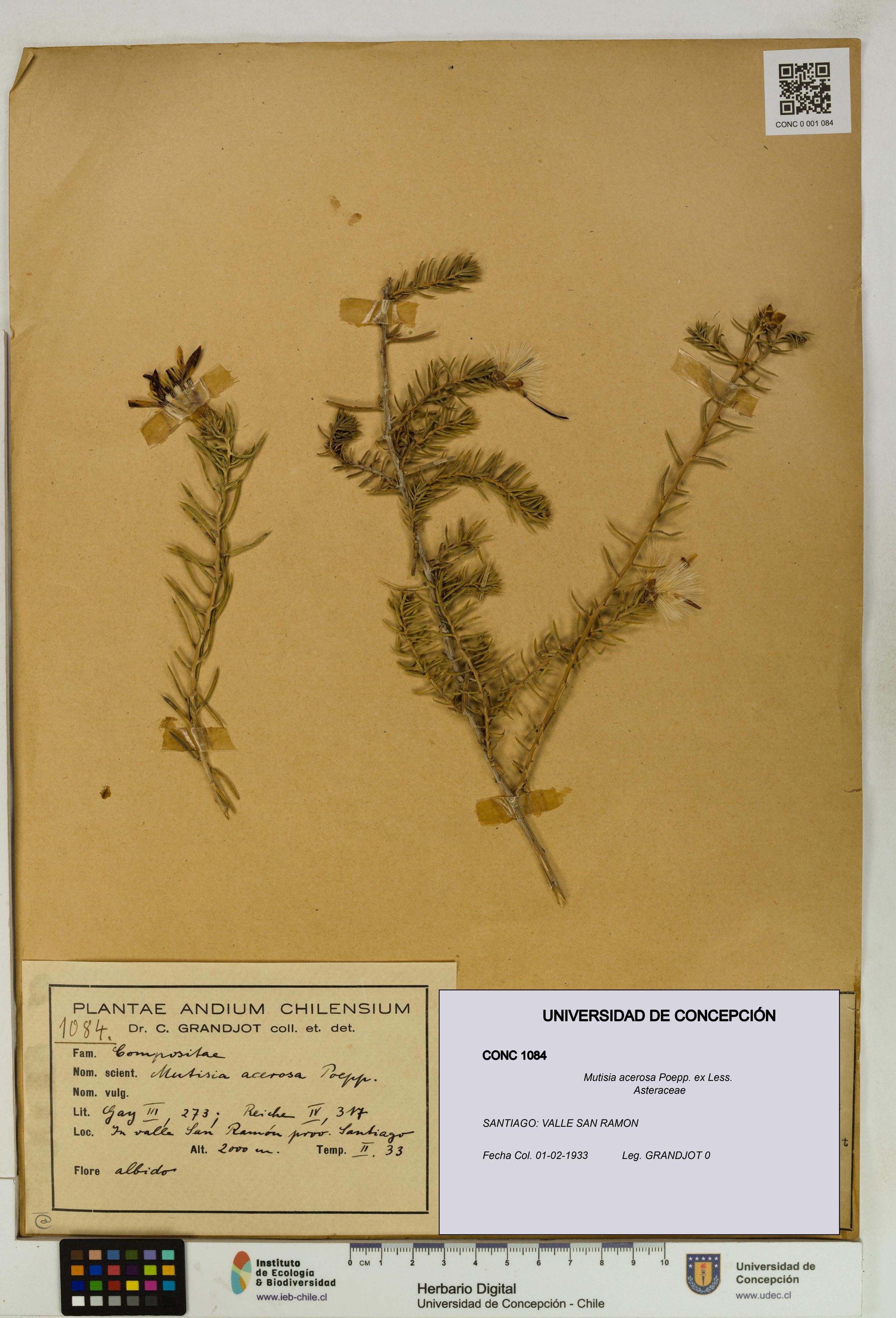 Mutisia acerosa [Espécimen: ]