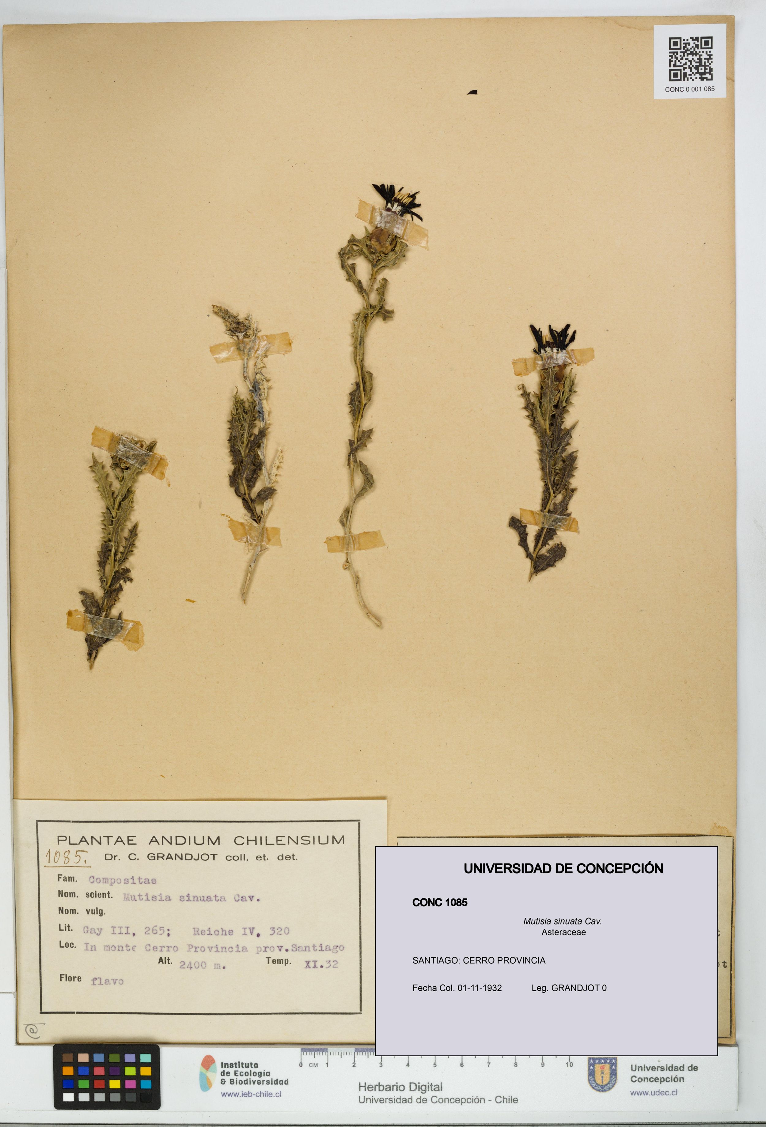 Mutisia sinuata [Espécimen: ]