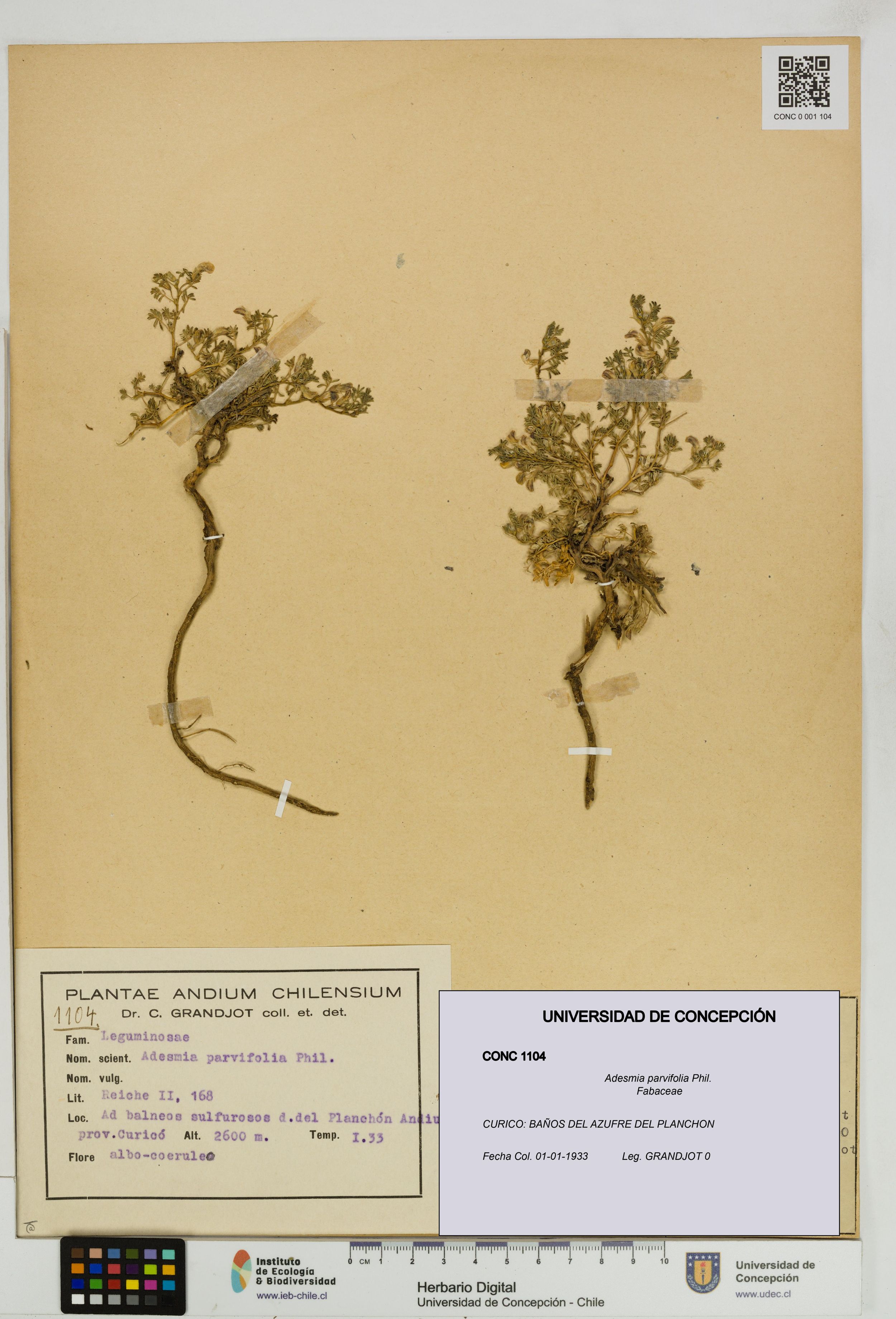 Adesmia parvifolia [Espécimen: ]