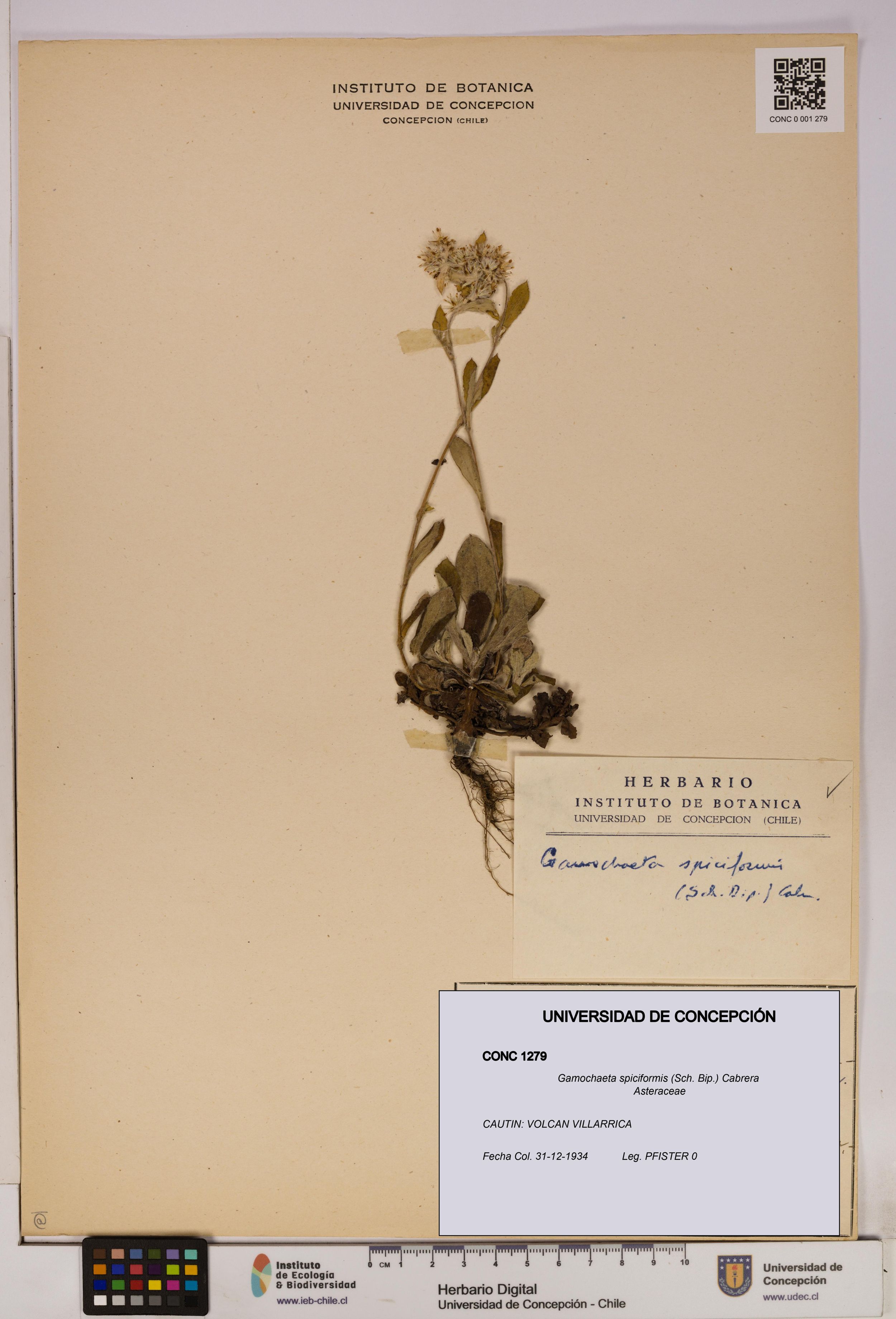 Gamochaeta spiciformis [Espécimen: ]