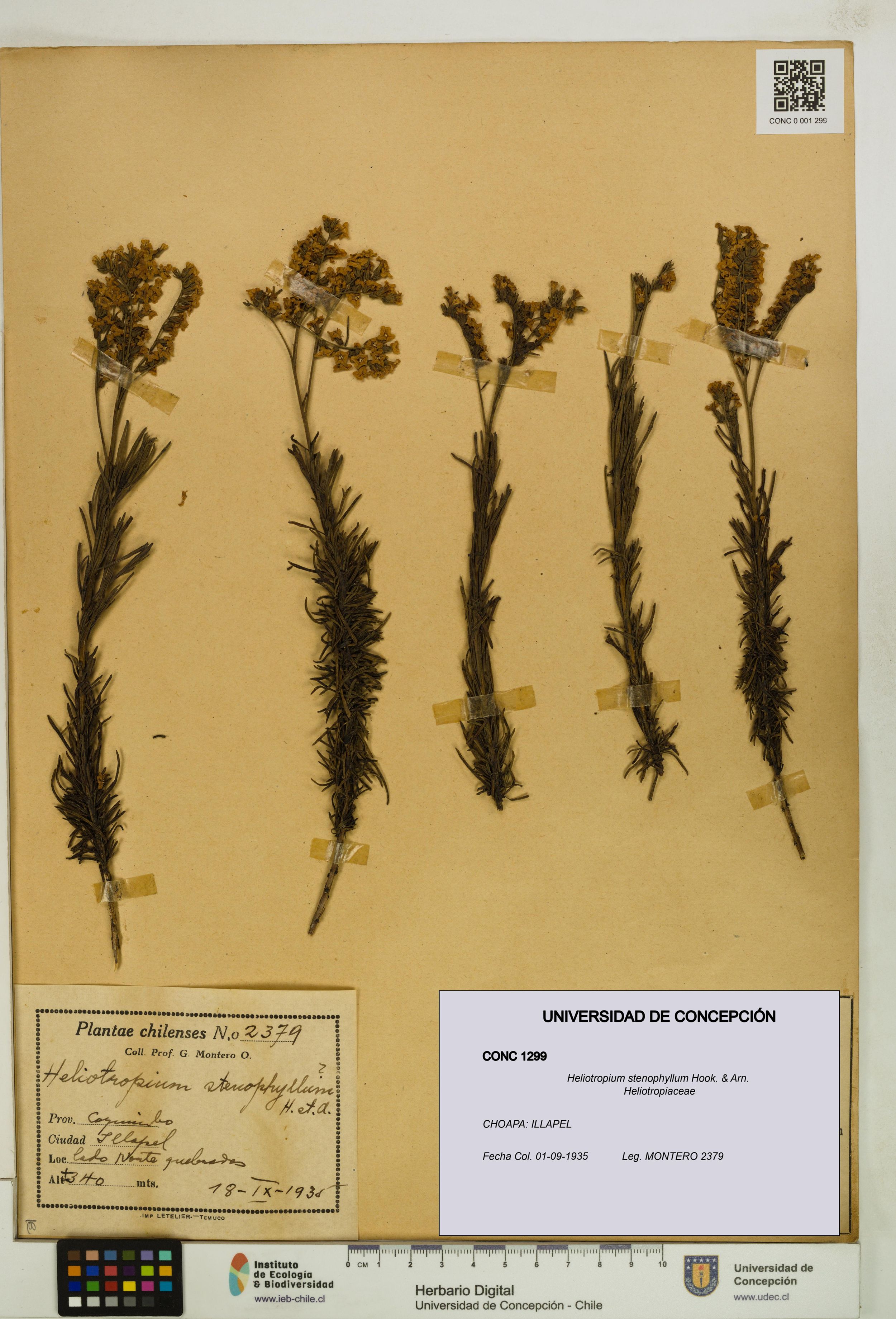 Heliotropium stenophyllum [Espécimen: ]