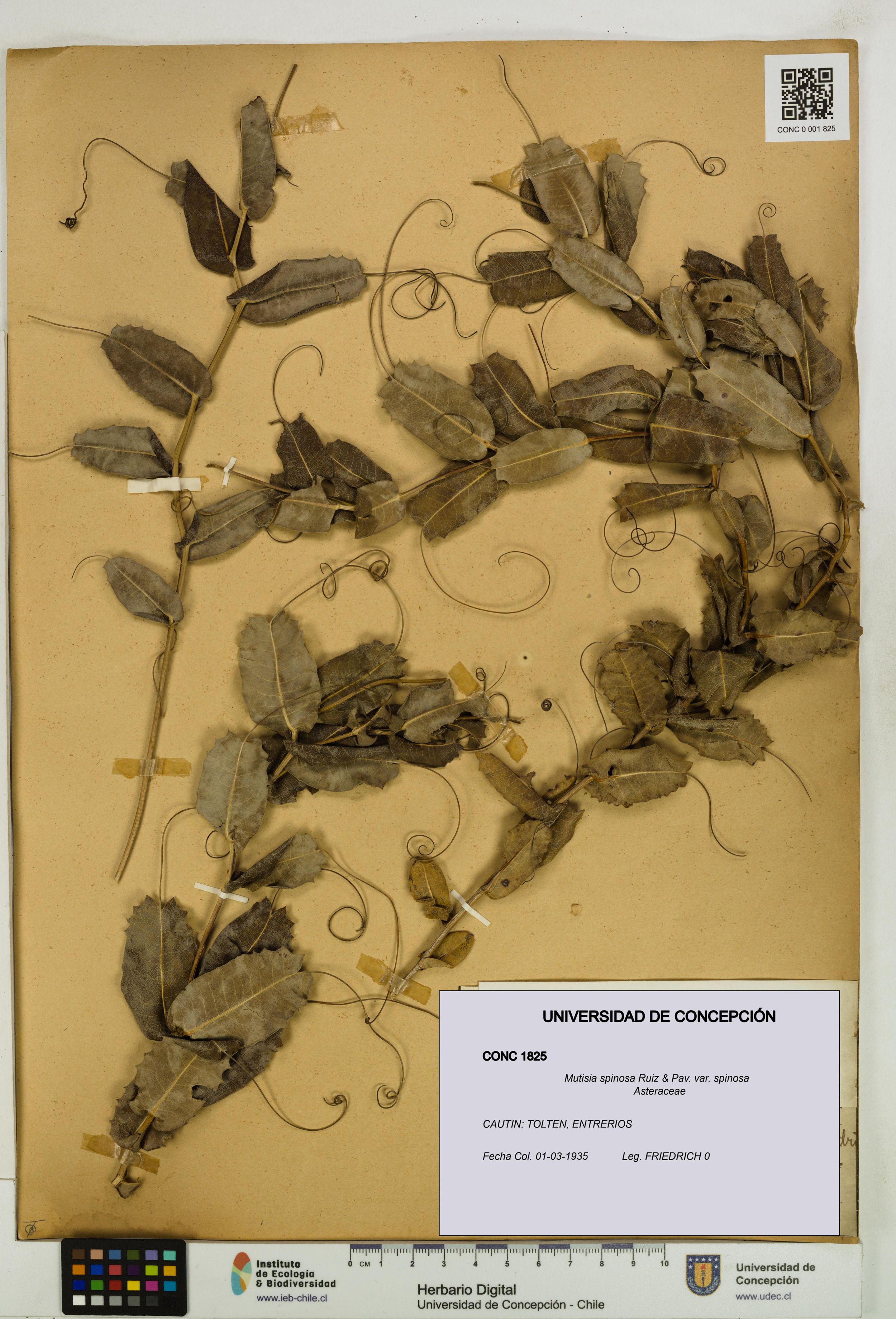 Mutisia spinosa var. spinosa [Espécimen: ]