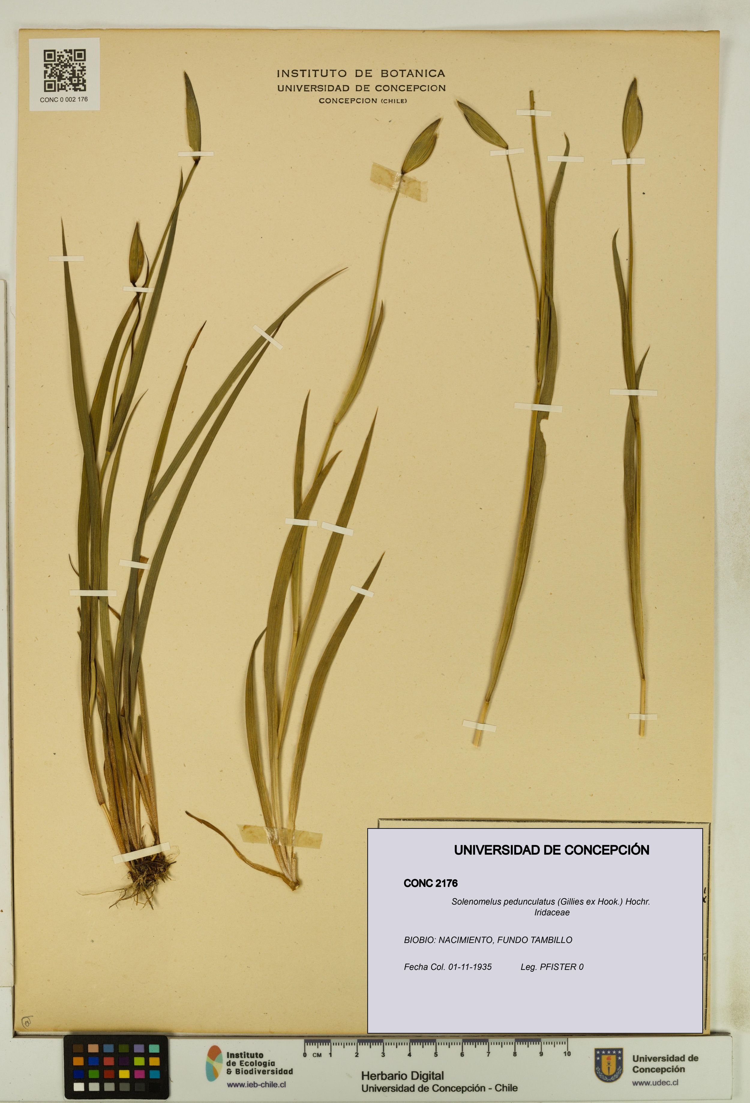 Solenomelus pedunculatus [Espécimen: ]
