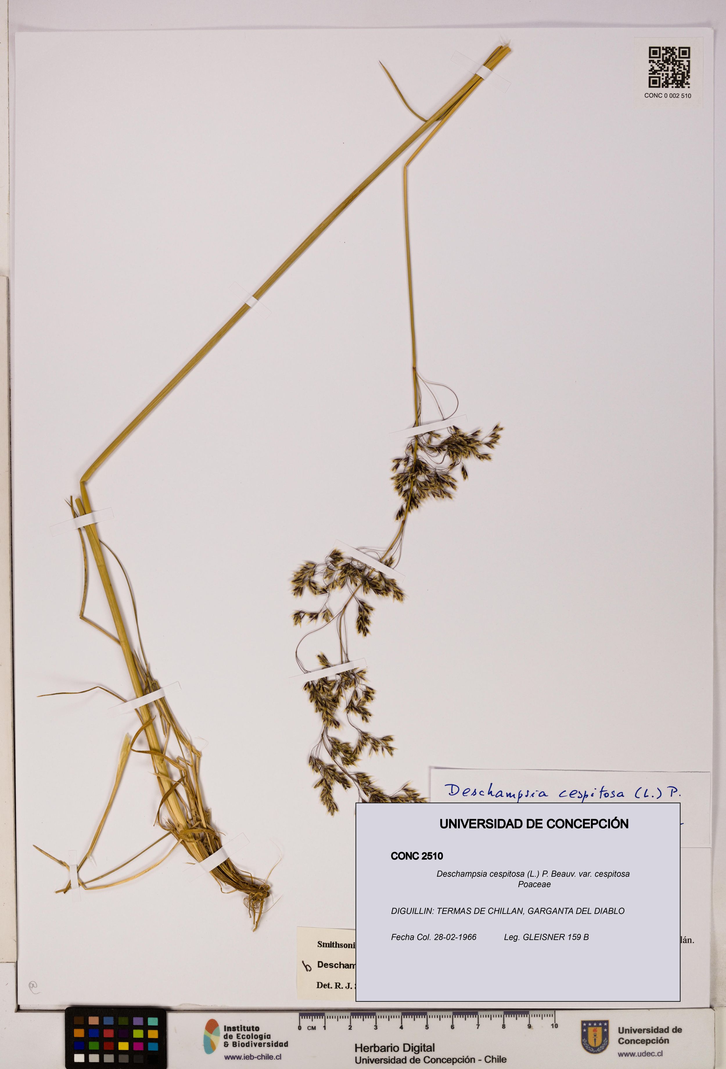 Deschampsia cespitosa var. cespitosa [Espécimen: ]