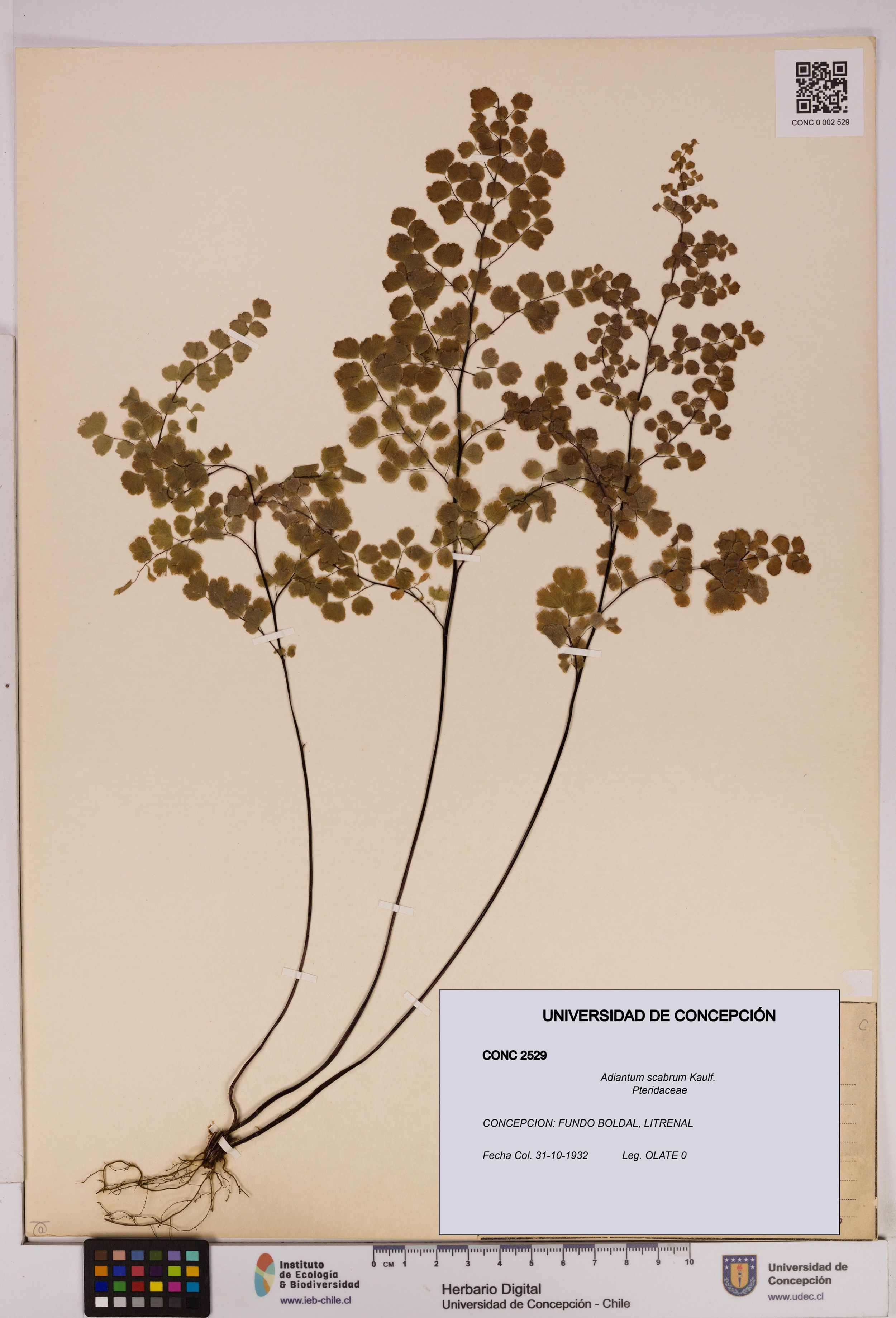 Adiantum scabrum [Espécimen: ]