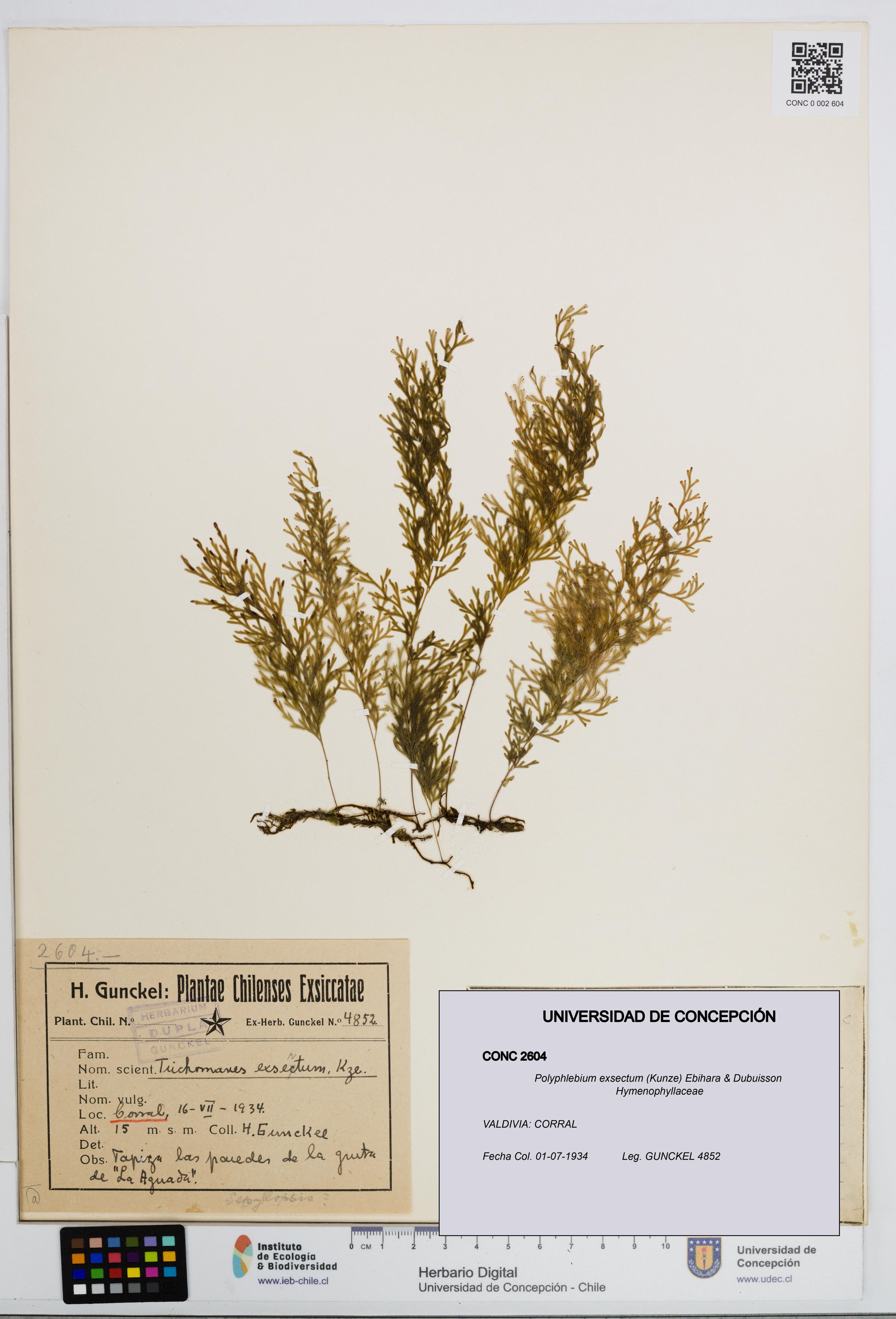 Polyphlebium exsectum [Espécimen: ]