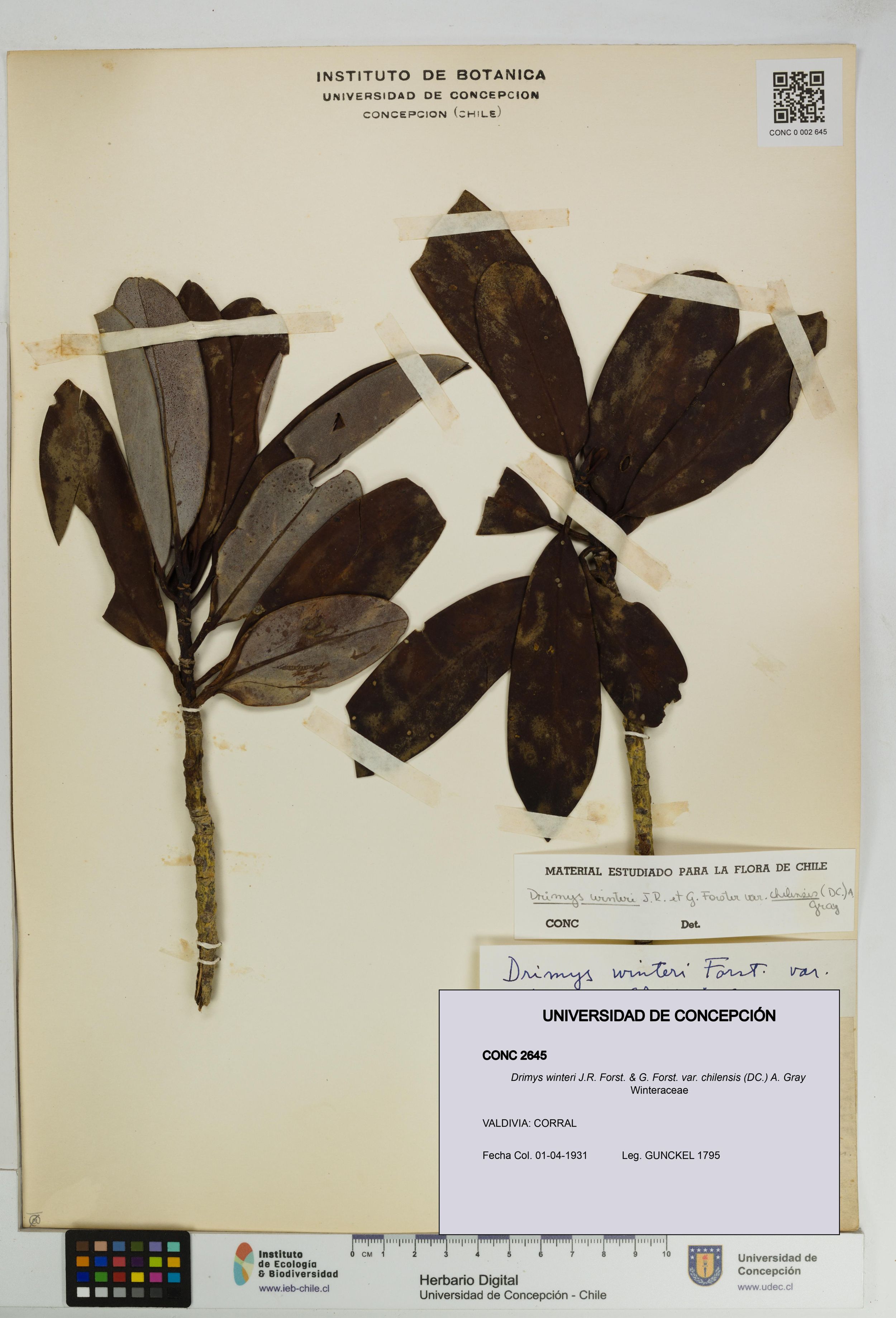 Drimys winteri var. chilensis [Espécimen: ]