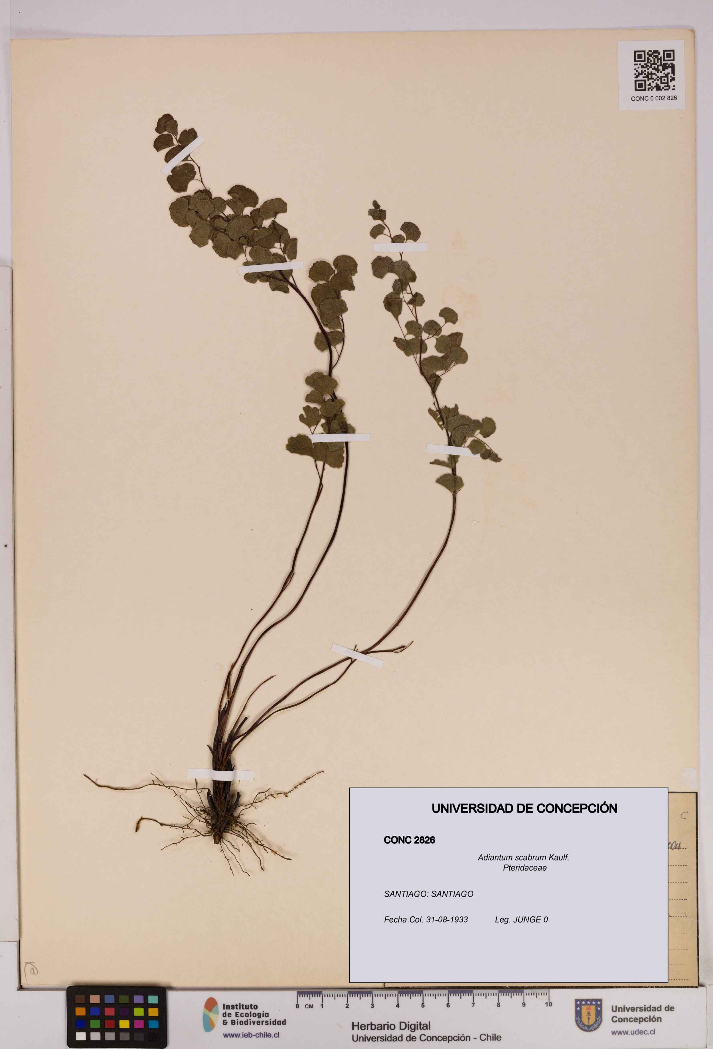 Adiantum scabrum [Espécimen: ]