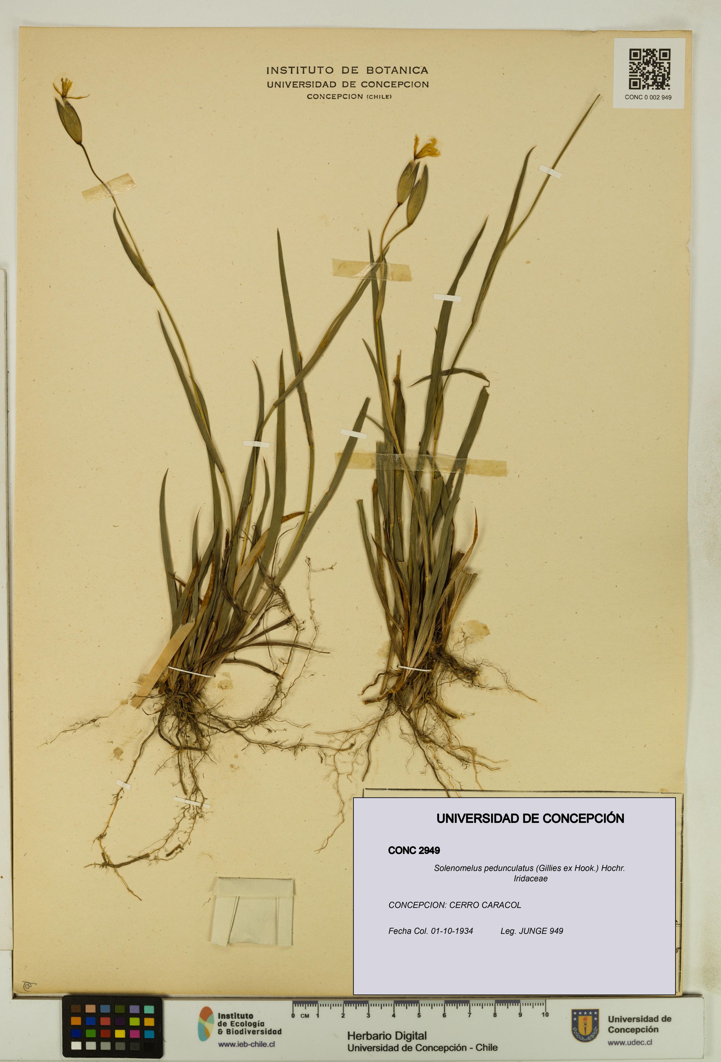 Solenomelus pedunculatus [Espécimen: ]