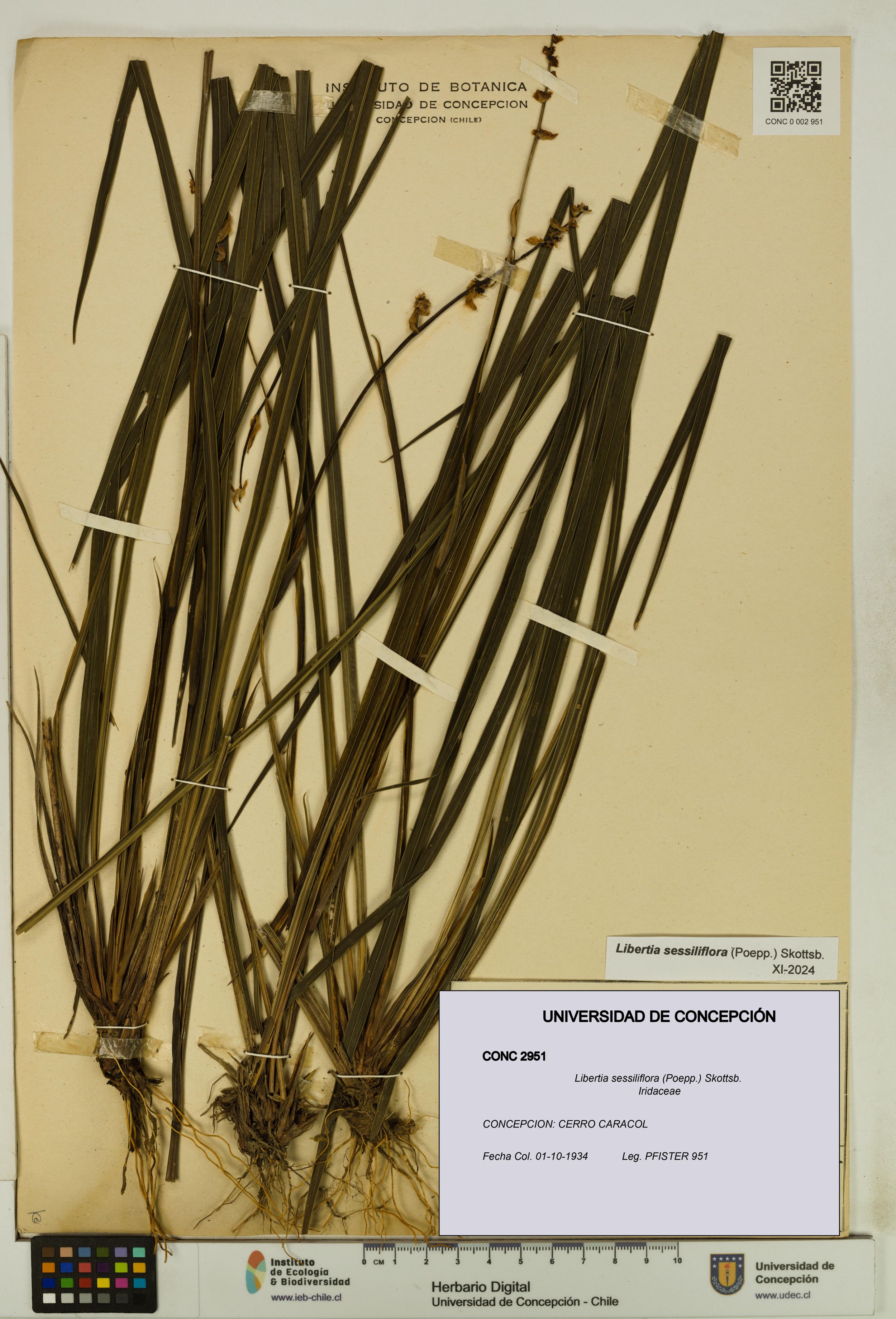 Libertia sessiliflora [Espécimen: ]