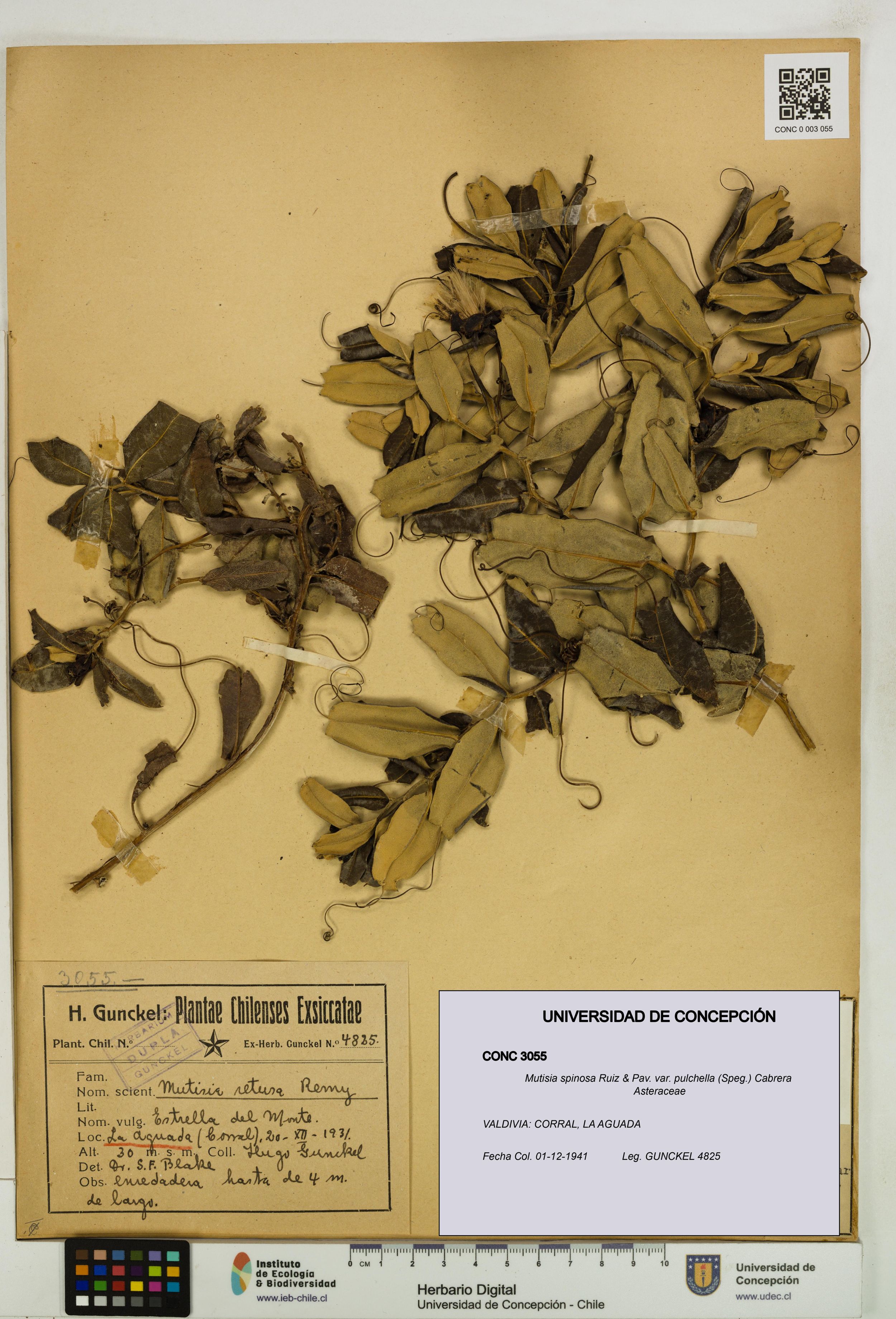Mutisia spinosa var. pulchella [Espécimen: ]