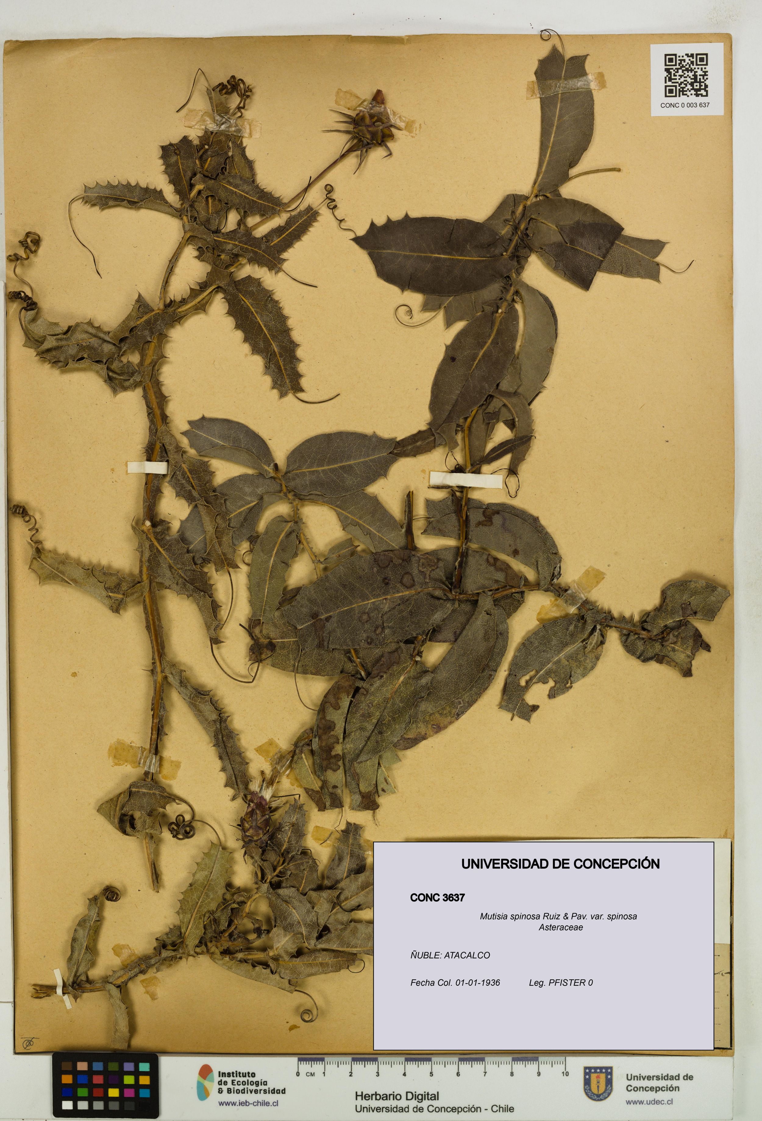 Mutisia spinosa var. spinosa [Espécimen: ]
