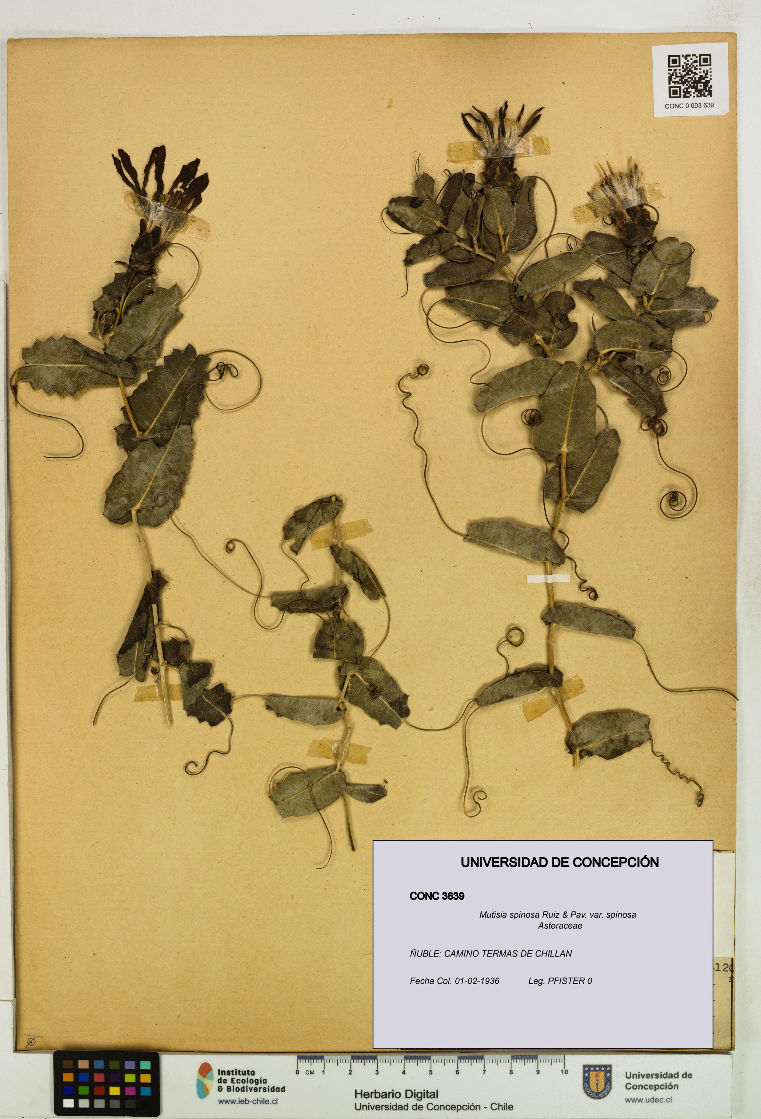 Mutisia spinosa var. spinosa [Espécimen: ]